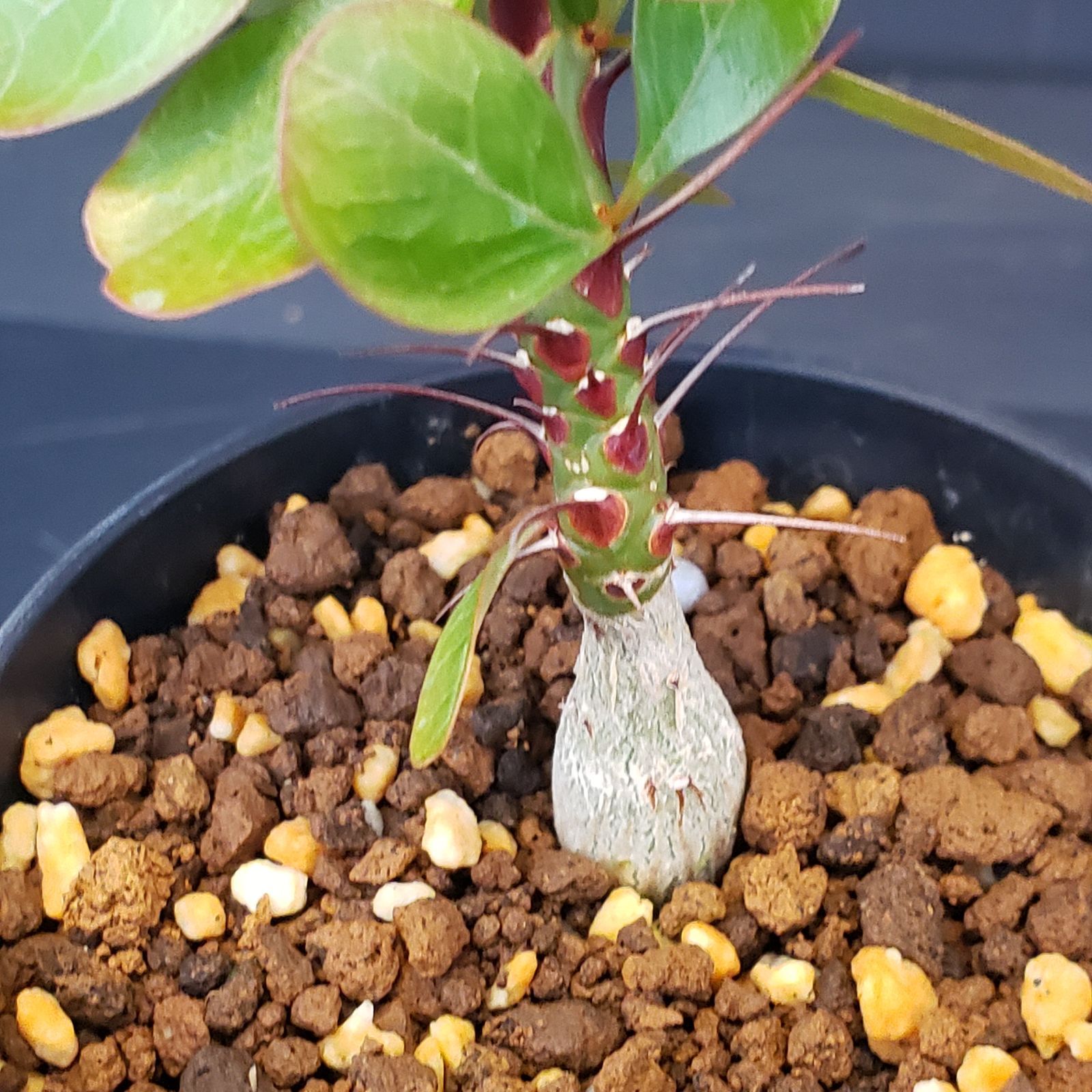 K360【自社養生株】フォークイエリア ファシクラータ（実生・発根株