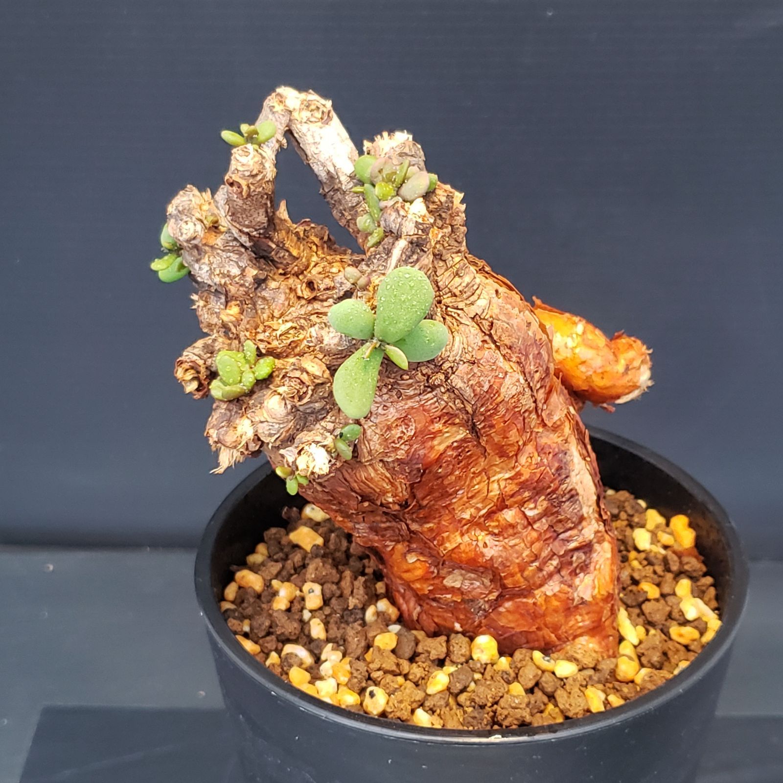 K365【自社養生株】ケラリア ピグマエア（現地球・発根株・鉢植え