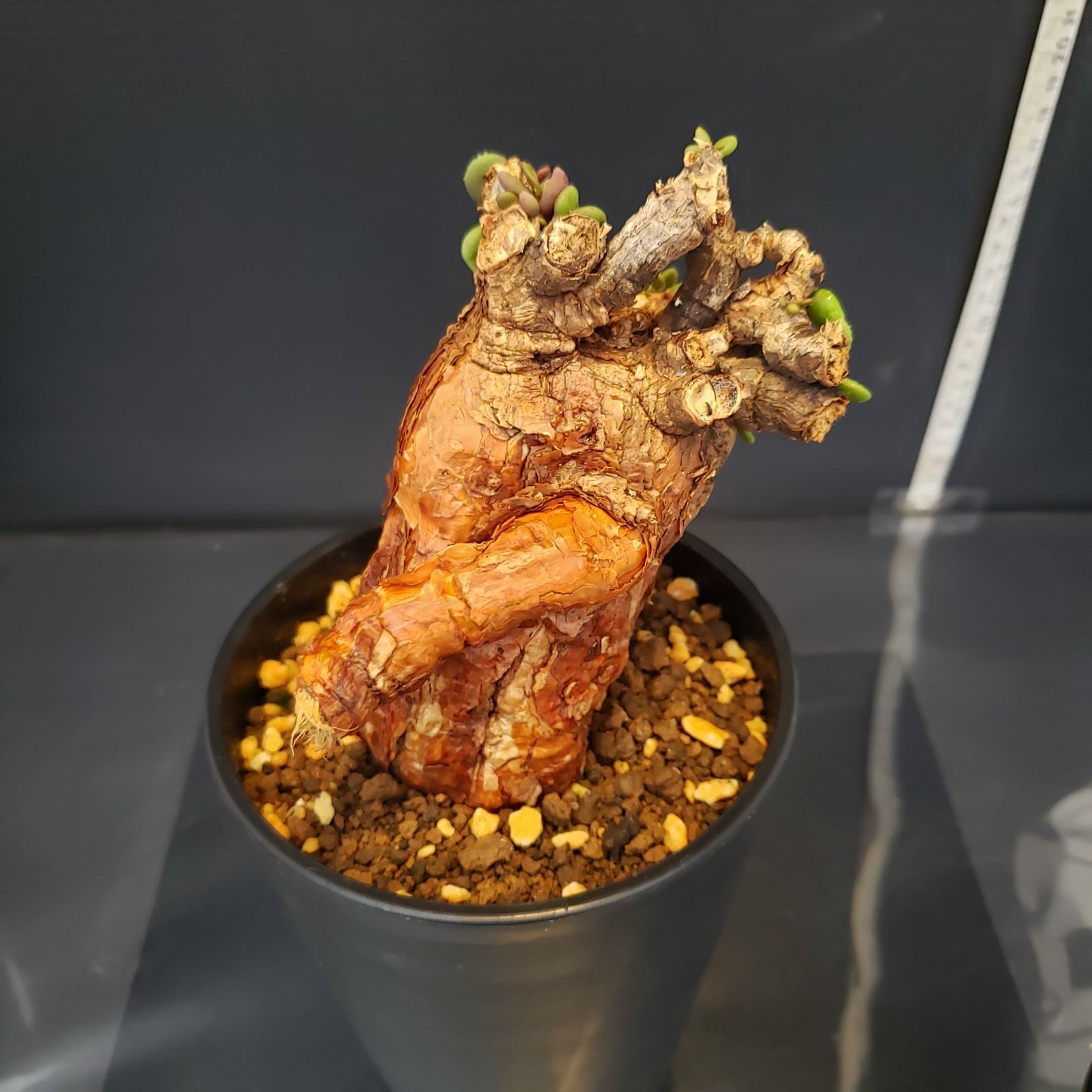 K365【自社養生株】ケラリア ピグマエア（現地球・発根株・鉢植え