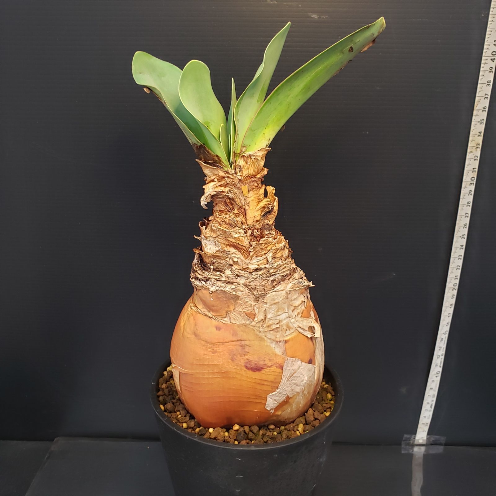 K367【自社養生株】ブーファン ハエマンソイデス（現地球・発根株