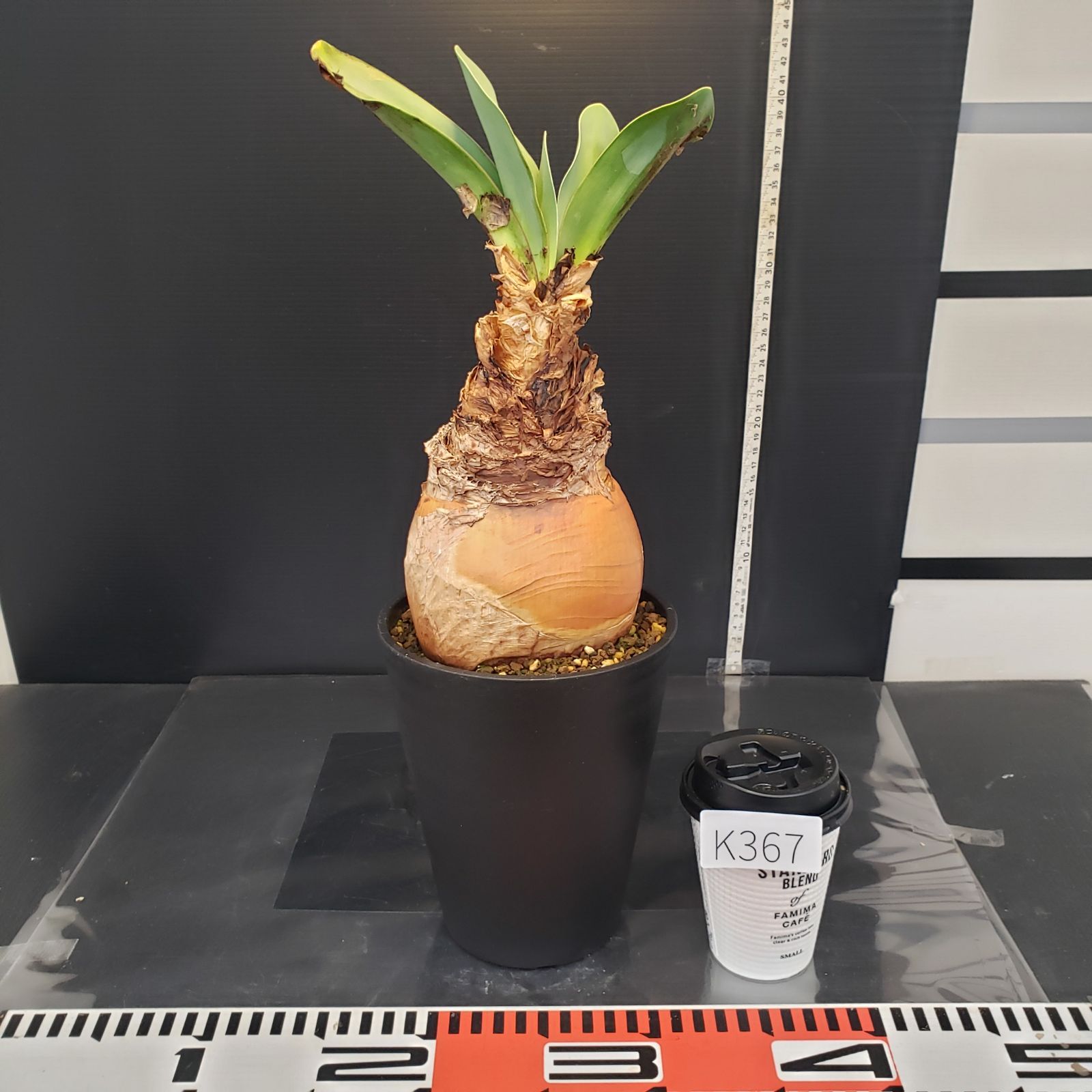 ブーファン ハエマンソイデス 現地球良株 発根済 丸株 球根植物 🧅ブーファン・ハエマンソイデス🧅 存在感抜群の大球根から 波打つ葉が