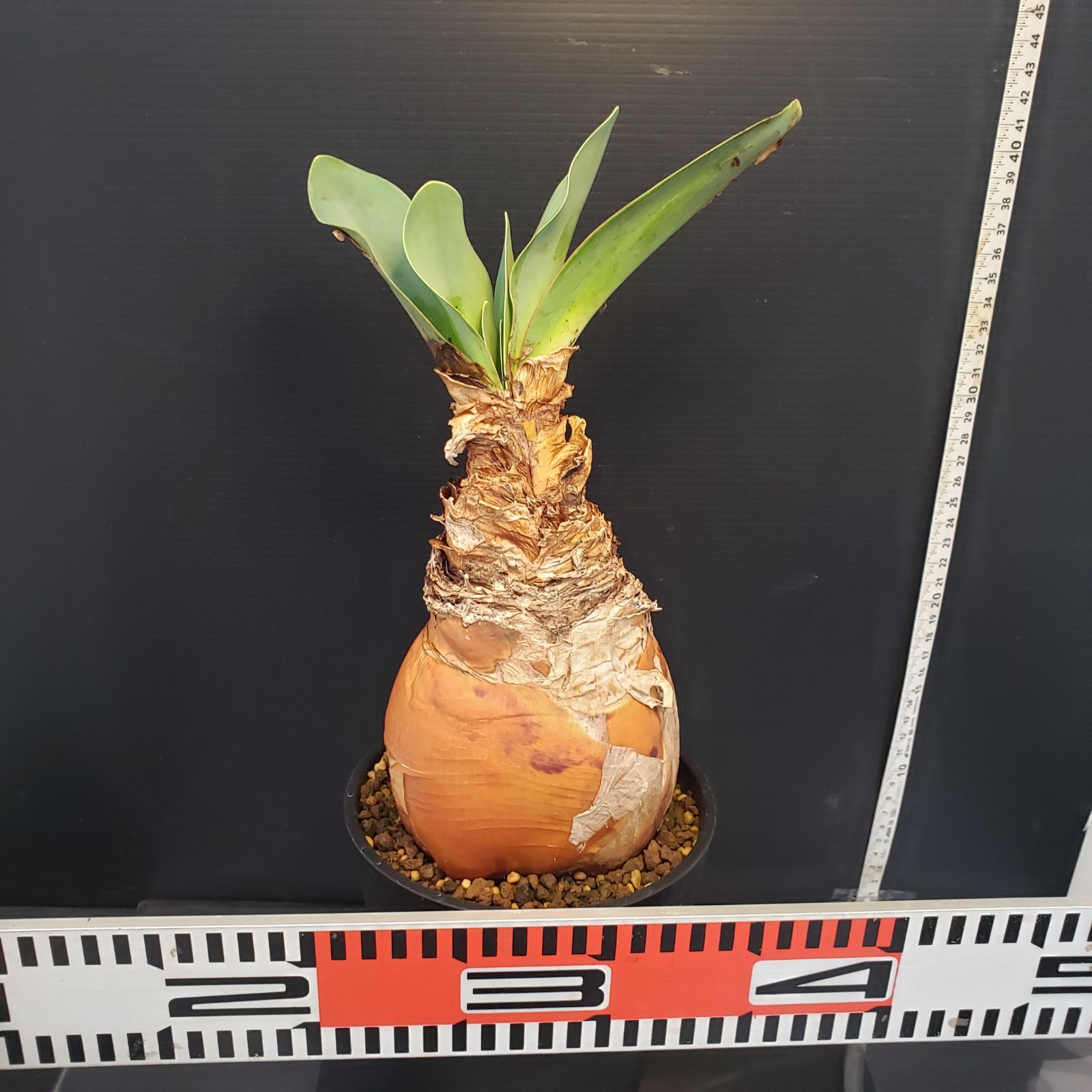 ブーファン ハエマンソイデス 発根済み 現地球株 ブーファンハエマンソイデス 現地株 発根済み ブーファンハエマンソイ