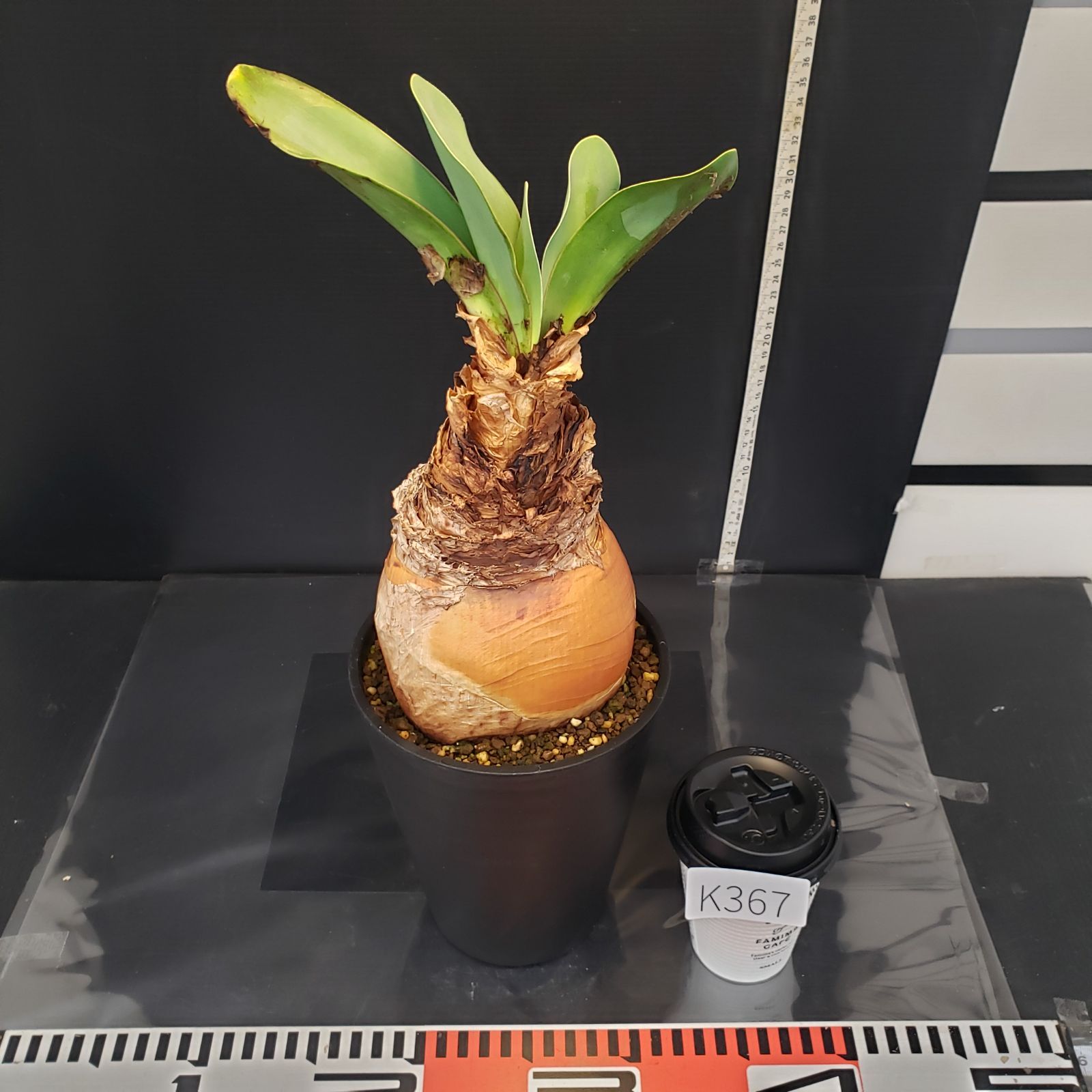 K367【自社養生株】ブーファン ハエマンソイデス（現地球・発根株