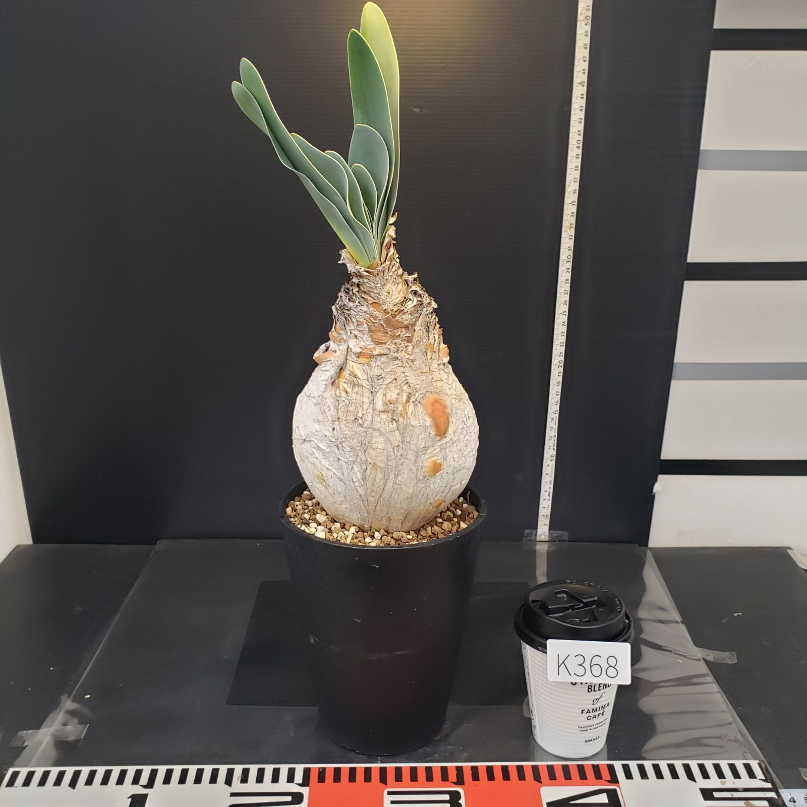 ブーファン ハエマンソイデス 現地球良株 発根済 丸株 球根植物 🧅ブーファン・ハエマンソイデス🧅 存在感抜群の大球根から 波打つ葉が