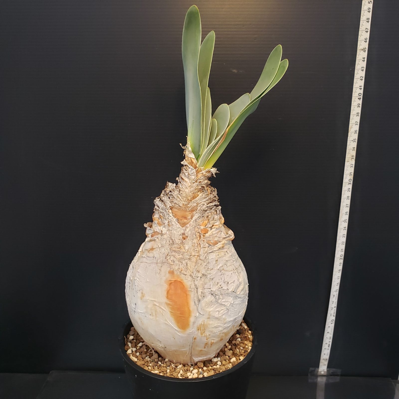 K368【自社養生株】ブーファン ハエマンソイデス（現地球・発根株