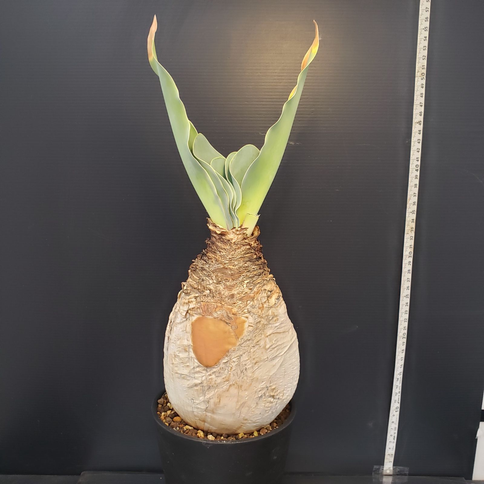 K369【自社養生株】ブーファン ハエマンソイデス（現地球・発根株