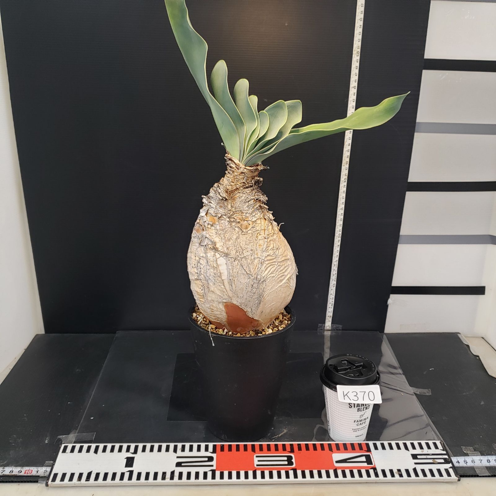 K370【自社養生株】ブーファン ハエマンソイデス（現地球・発根株