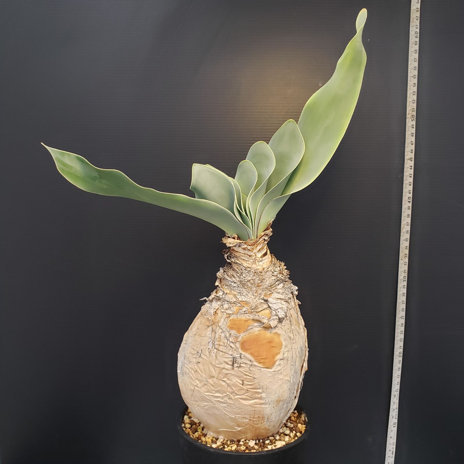 K370【自社養生株】ブーファン ハエマンソイデス（現地球・発根株