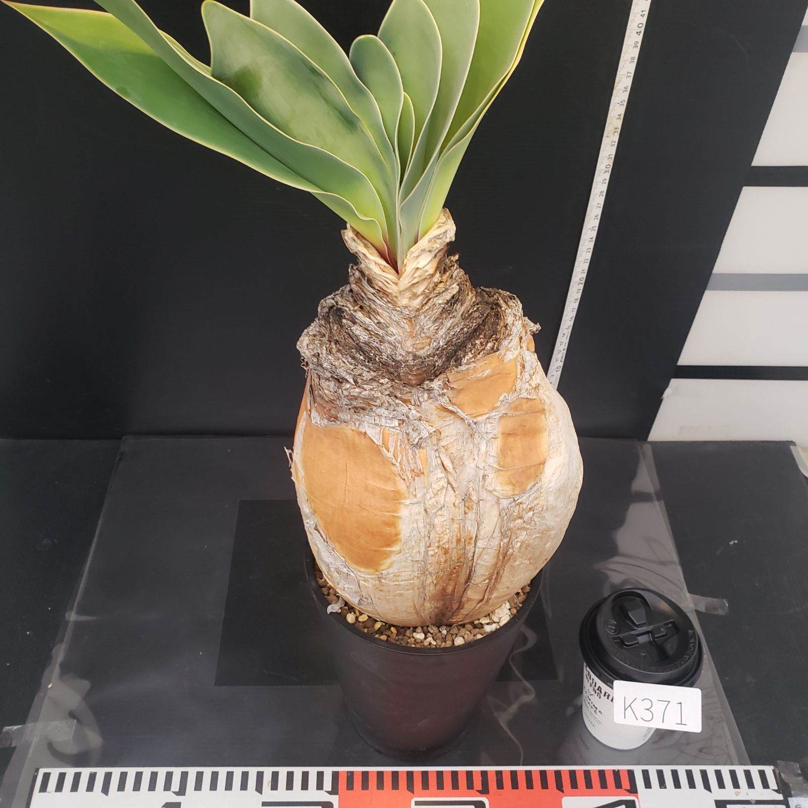 K371【自社養生株】ブーファン ハエマンソイデス（現地球・発根株