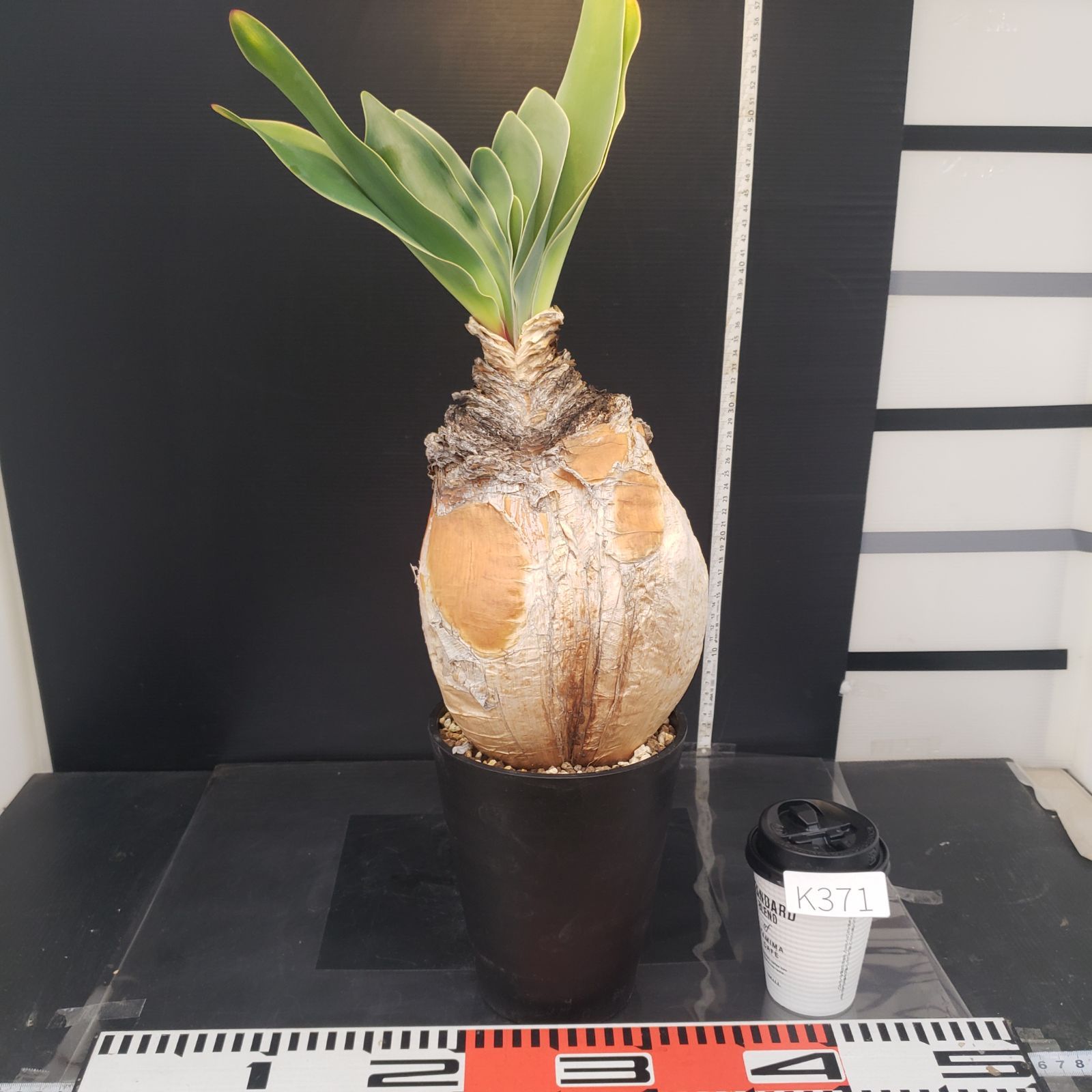 K371【自社養生株】ブーファン ハエマンソイデス（現地球・発根株