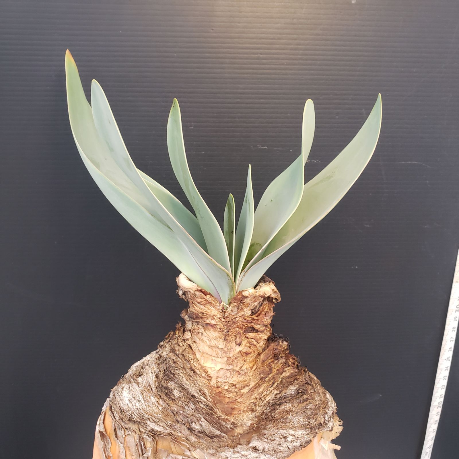 ブーファン ハエマンソイデス 現地球良株 発根済 丸株 球根植物 K372【自社養生株】ブーファン ハエマンソイデス（現地球・発根株