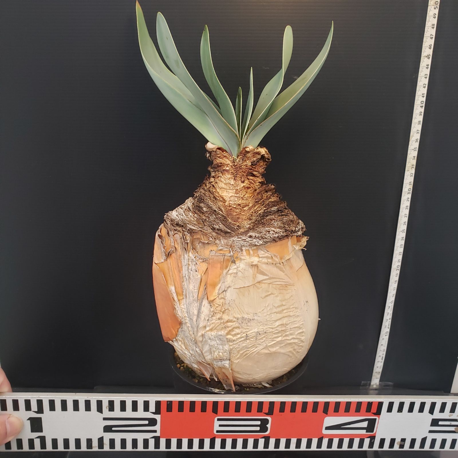 K372【自社養生株】ブーファン ハエマンソイデス（現地球・発根株