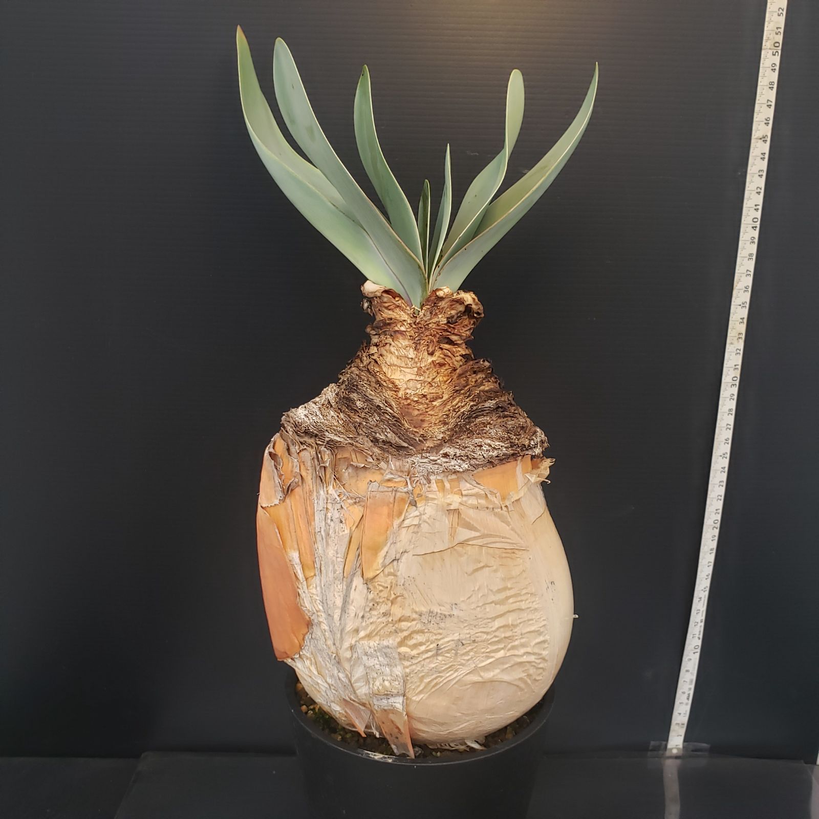 O*s様 K12「球根植物」ブーファン ハエマンソイデス 産地株 20株 O*s様 K12「球根植物」ブーファン ハエマンソイデス 産地株 20株 O*s様