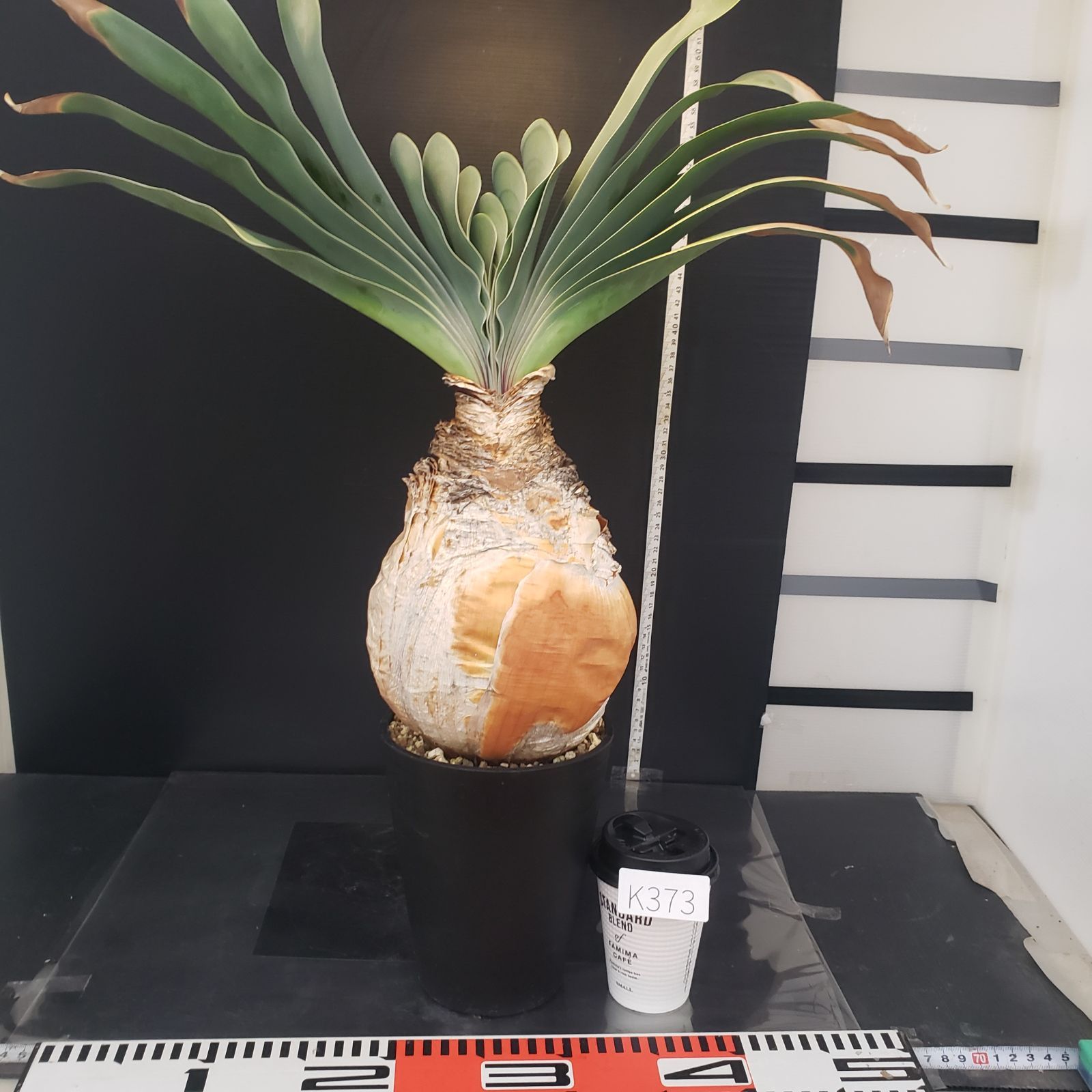 K373【自社養生株】ブーファン ハエマンソイデス（現地球・発根株