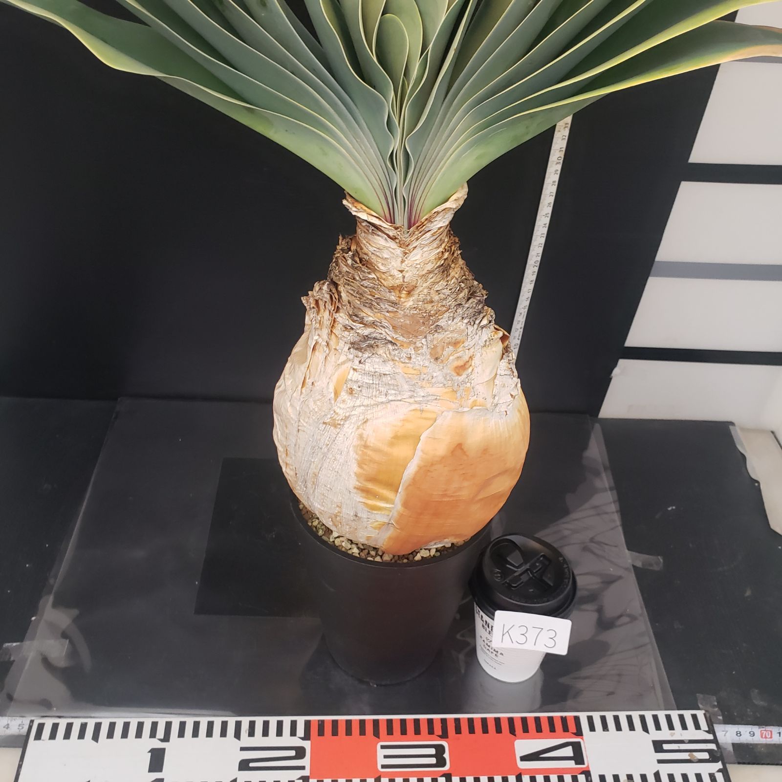 K373【自社養生株】ブーファン ハエマンソイデス（現地球・発根株