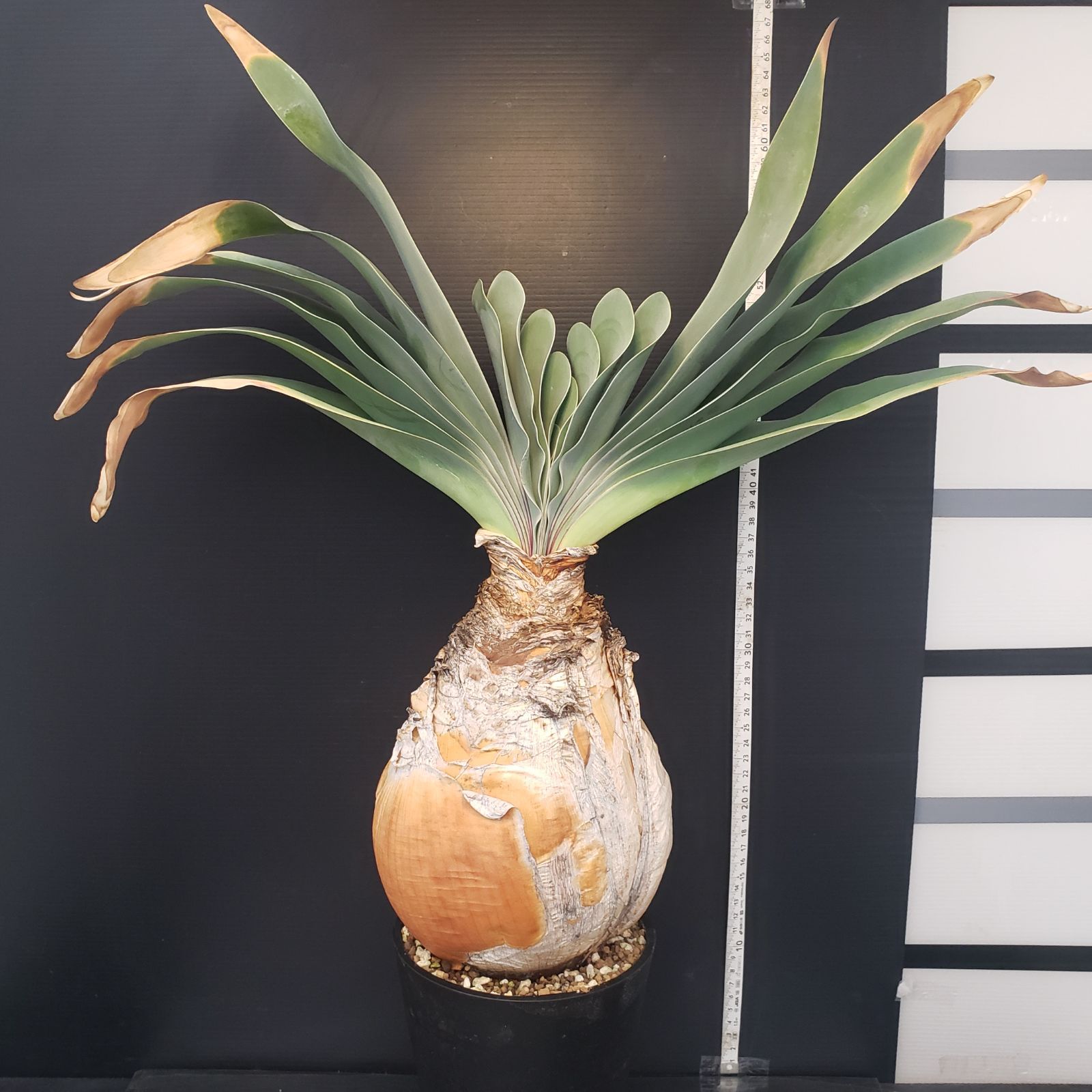 m*u様 G5「球根植物」ブーファン ハエマンソイデス 産地株 12株 m*u様 G5「球根植物」ブーファン ハエマンソイデス 産地株 12株