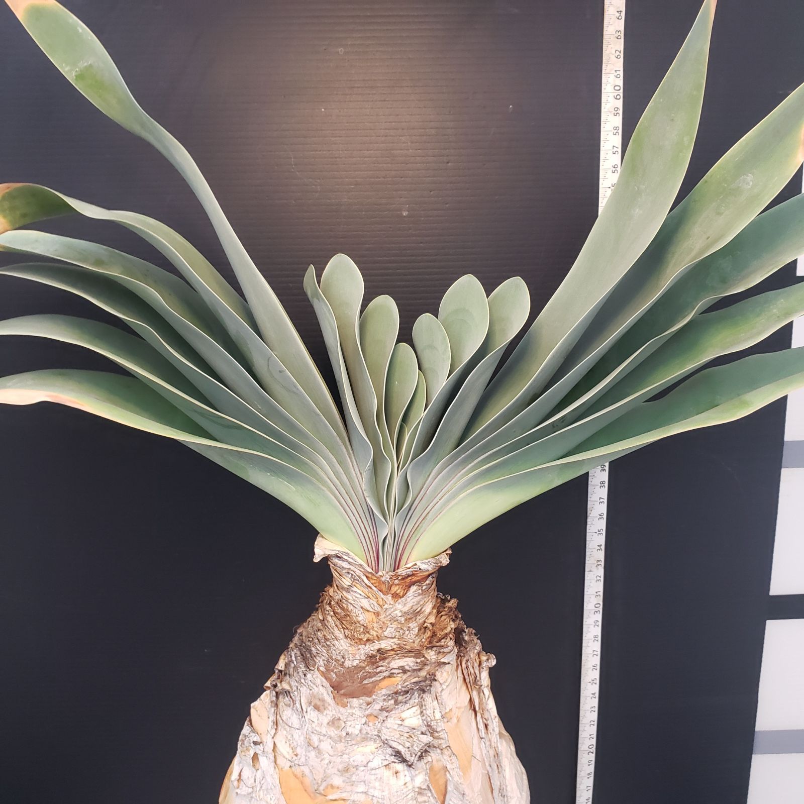 K373【自社養生株】ブーファン ハエマンソイデス（現地球・発根株