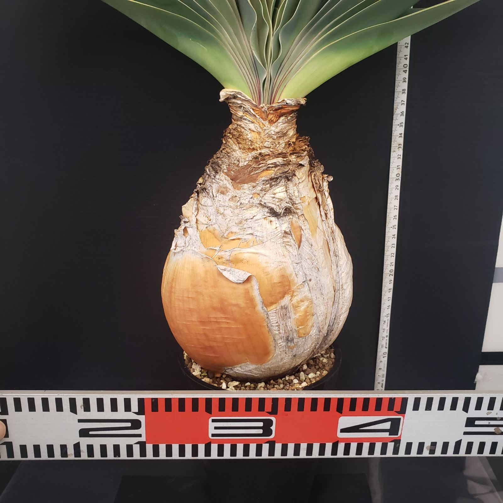 セ*道様 K14「球根植物」ブーファン ハエマンソイデス 産地株 20株 セ*道様 K14「球根植物」ブーファン ハエマンソイデス 産地株 20株