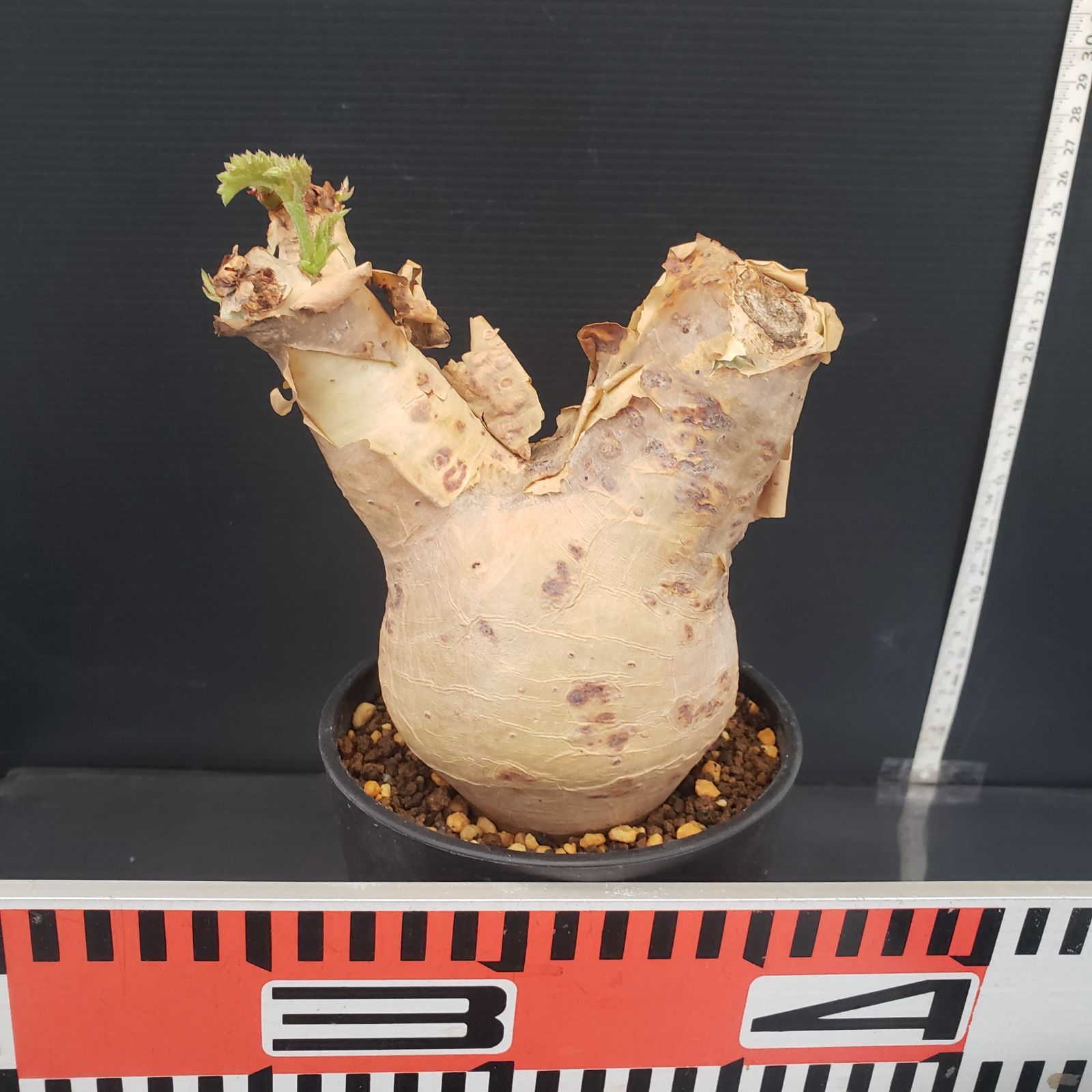 キフォステンマ マクロプス へん平 キフォステンマ マクロプス | GREEN