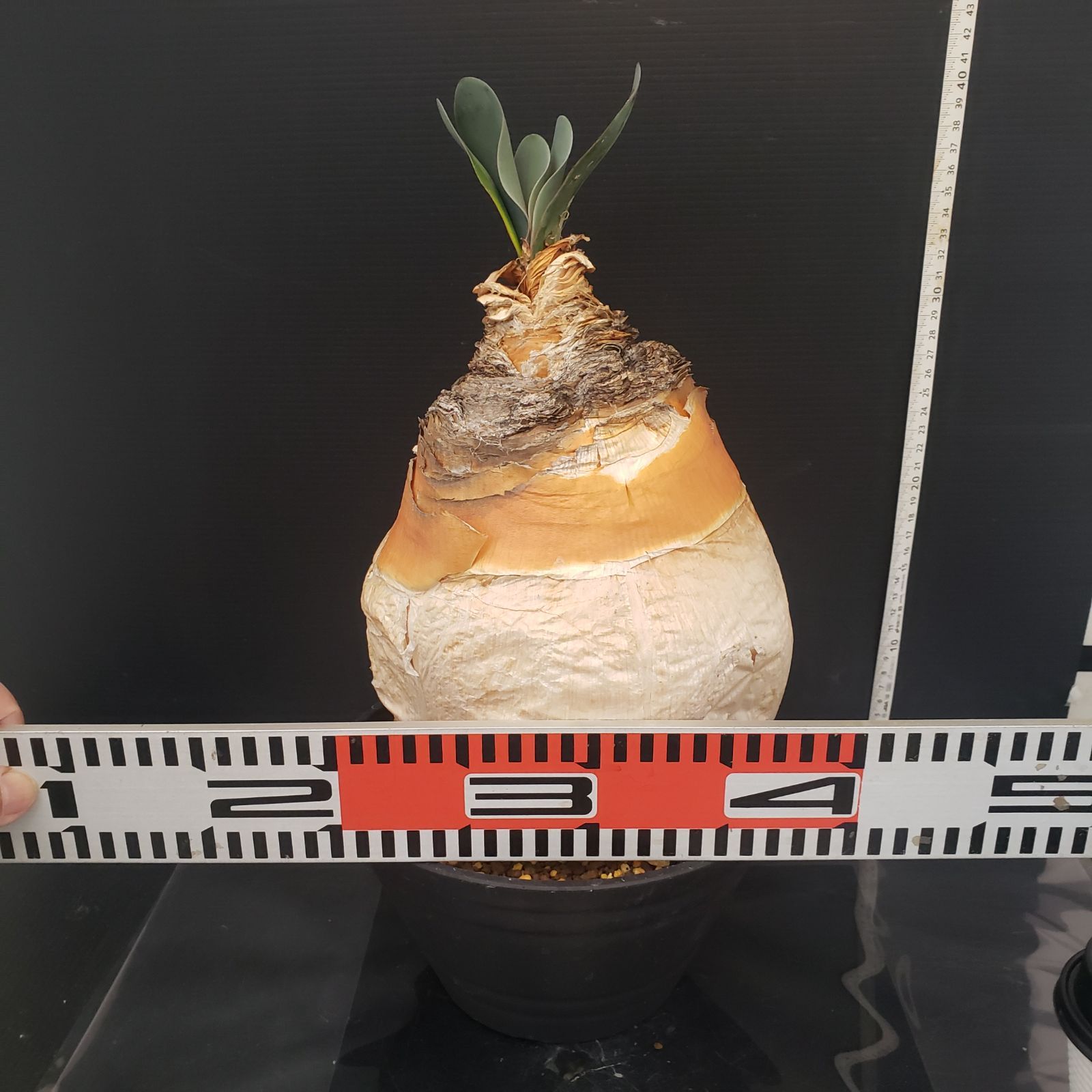 K376【自社養生株】ブーファン ハエマンソイデス（現地球・発根株