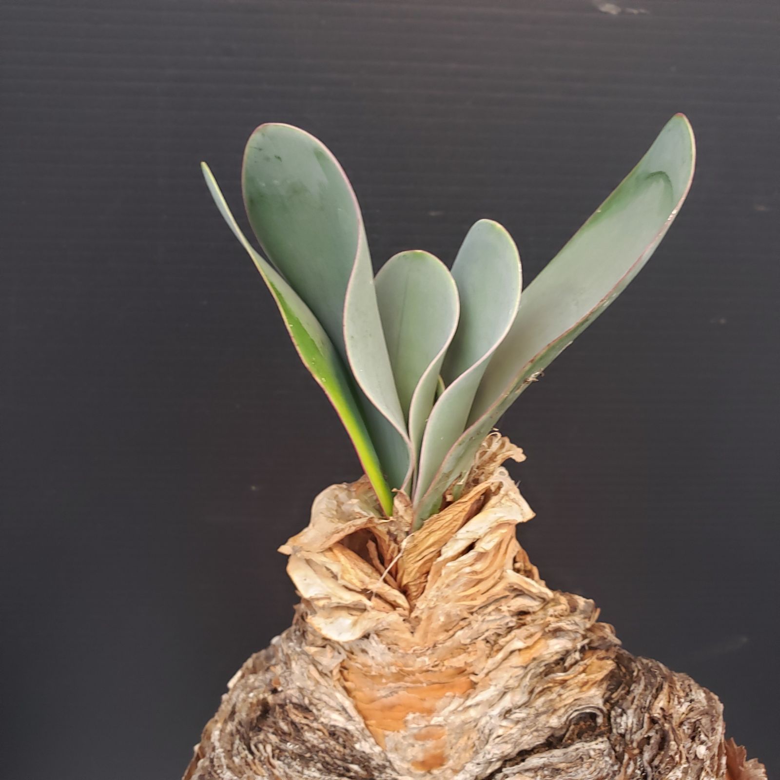 K376【自社養生株】ブーファン ハエマンソイデス（現地球・発根株