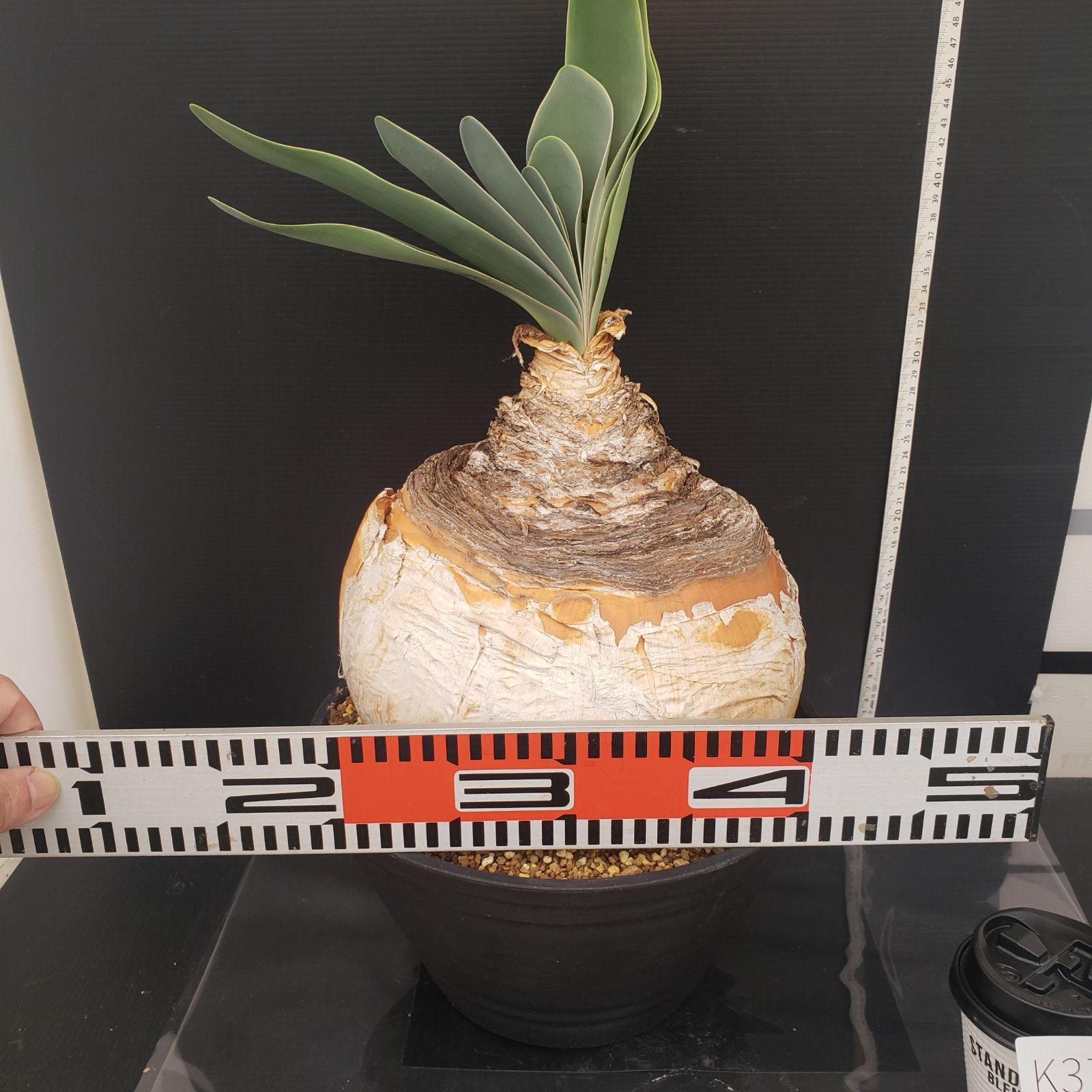 K378【自社養生株】ブーファン ハエマンソイデス（L）（現地球・発根株