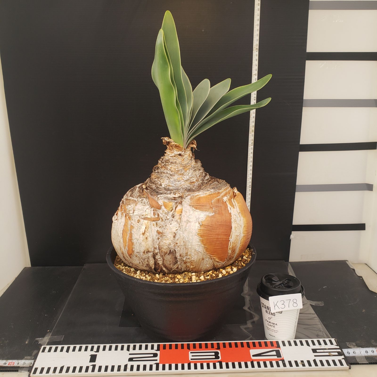 K378【自社養生株】ブーファン ハエマンソイデス（L）（現地球・発根株