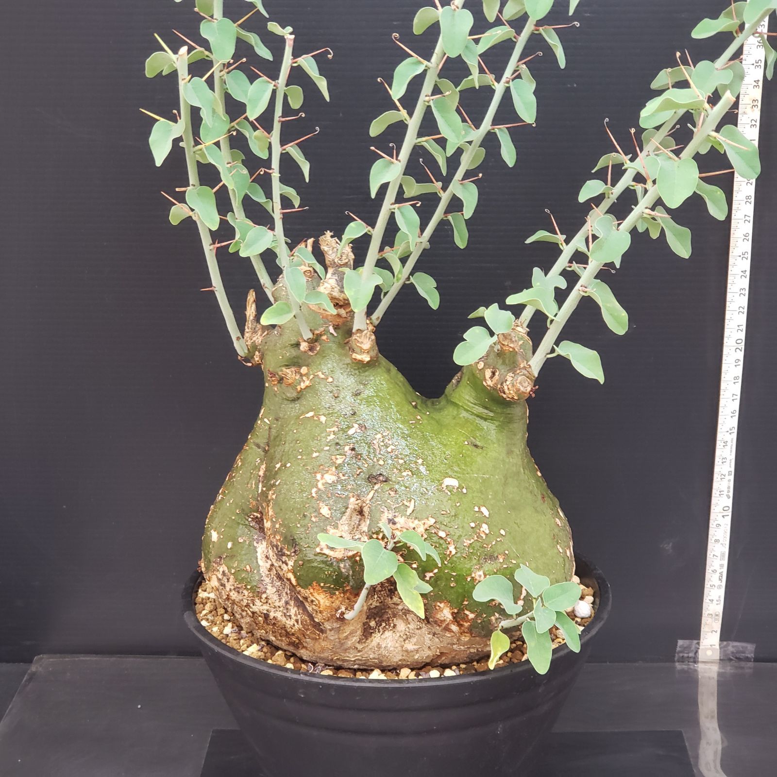 アデニア　スピノーサ　現地球　鉢付き アデニア スピノーサ | GREEN LUCK