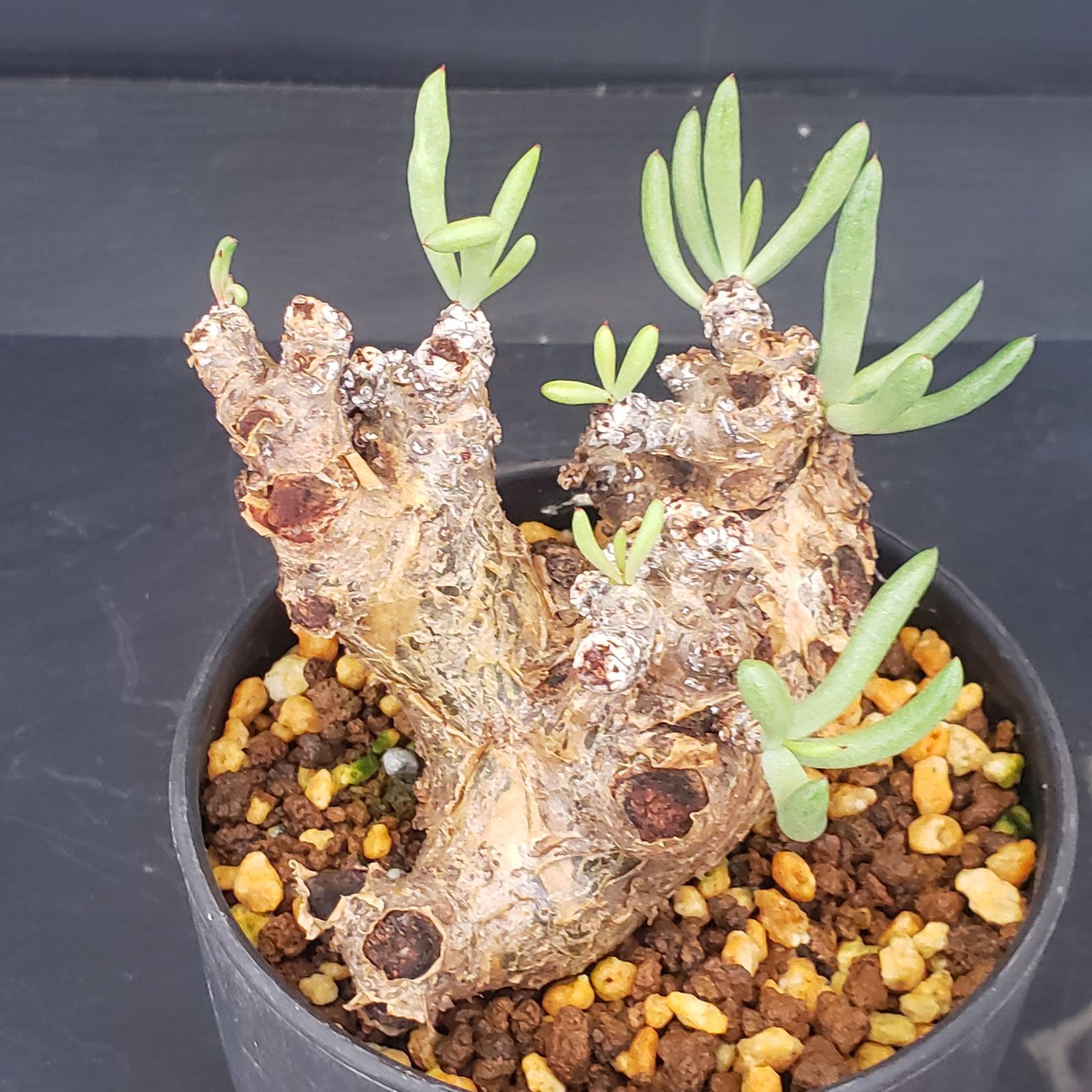 K382【自社養生株】チレコドン ペアルソニー（現地球・発根株・鉢植え