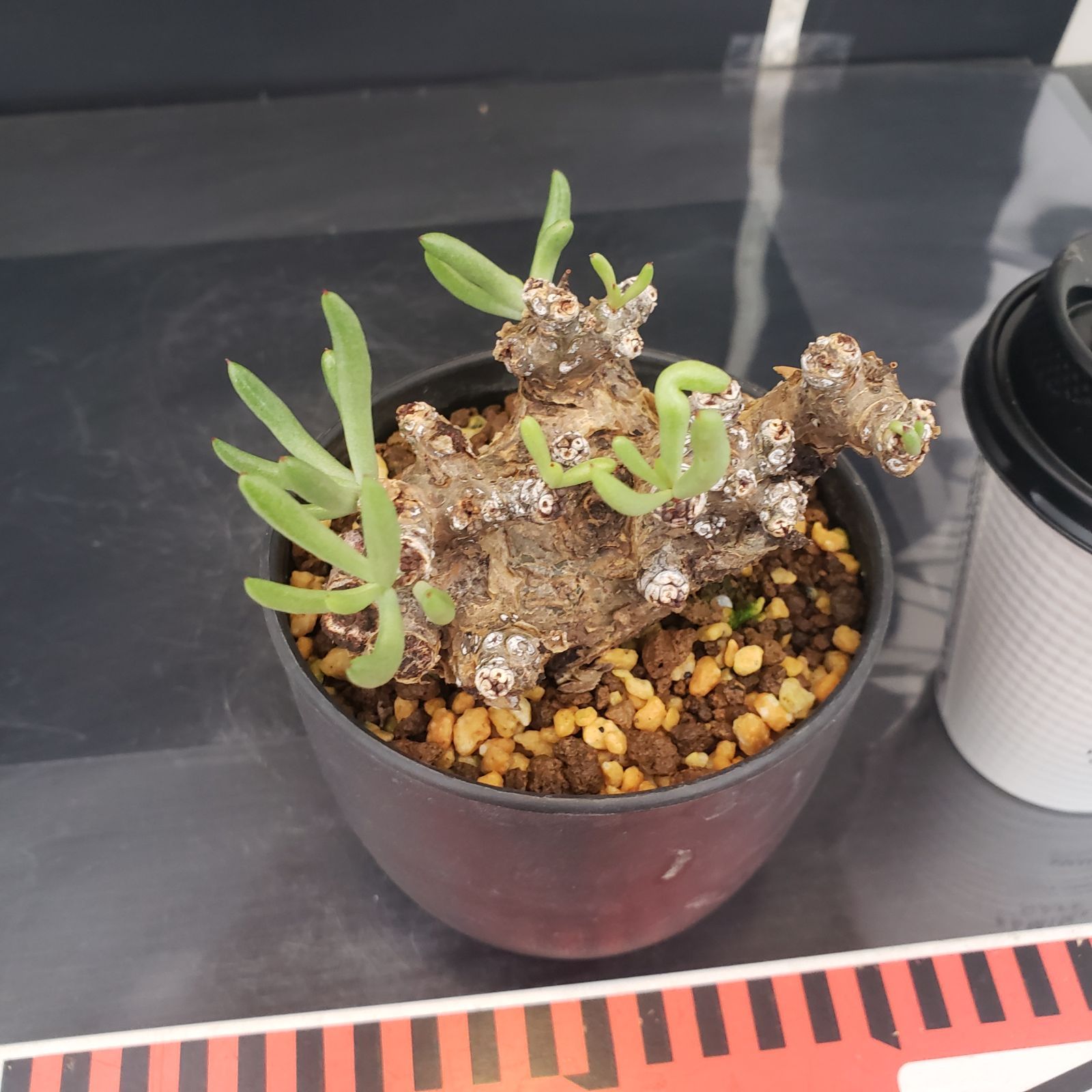 K382【自社養生株】チレコドン ペアルソニー（現地球・発根株・鉢植え