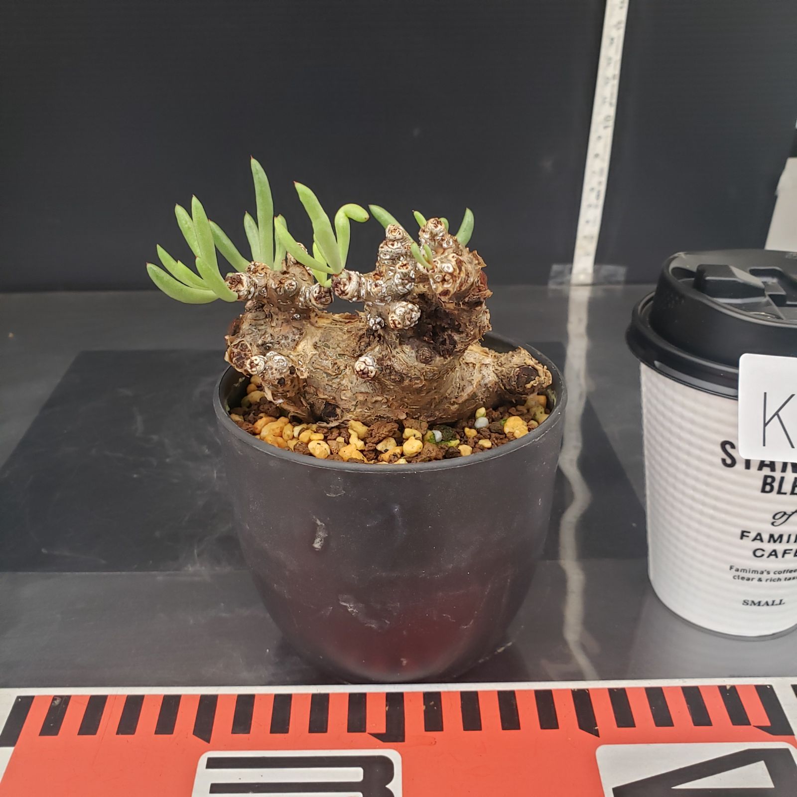 K382【自社養生株】チレコドン ペアルソニー（現地球・発根株・鉢植え