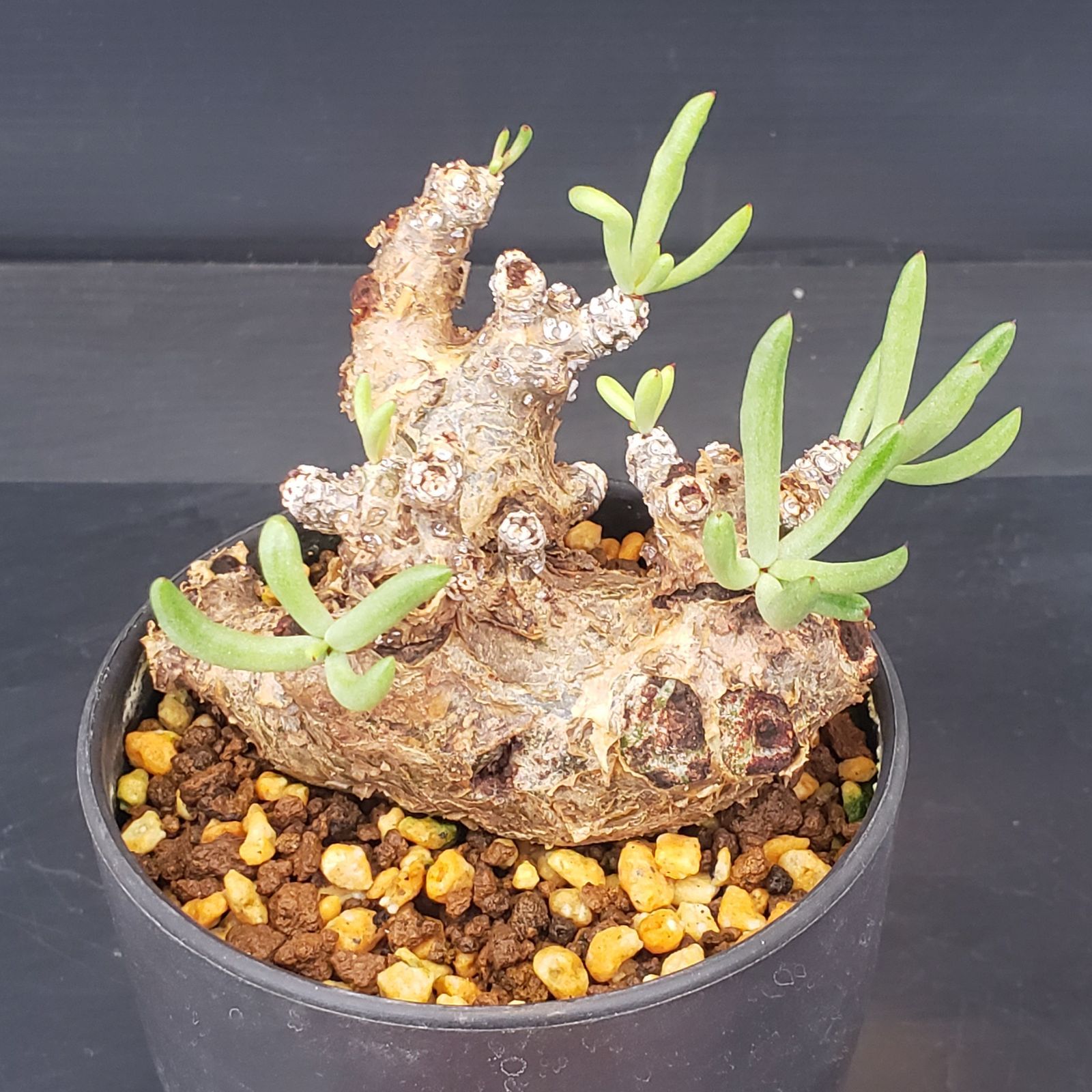 K382【自社養生株】チレコドン ペアルソニー（現地球・発根株・鉢植え