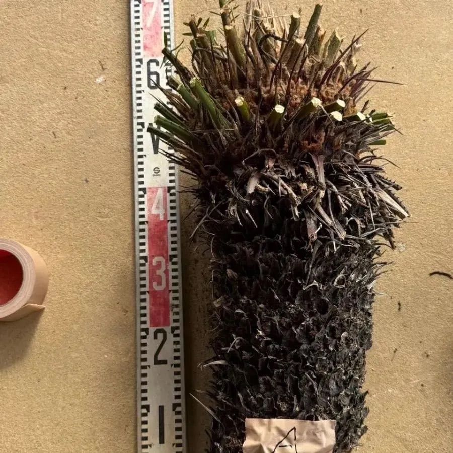 発根管理中】胴切りソテツ 大きめ A - メルカリ