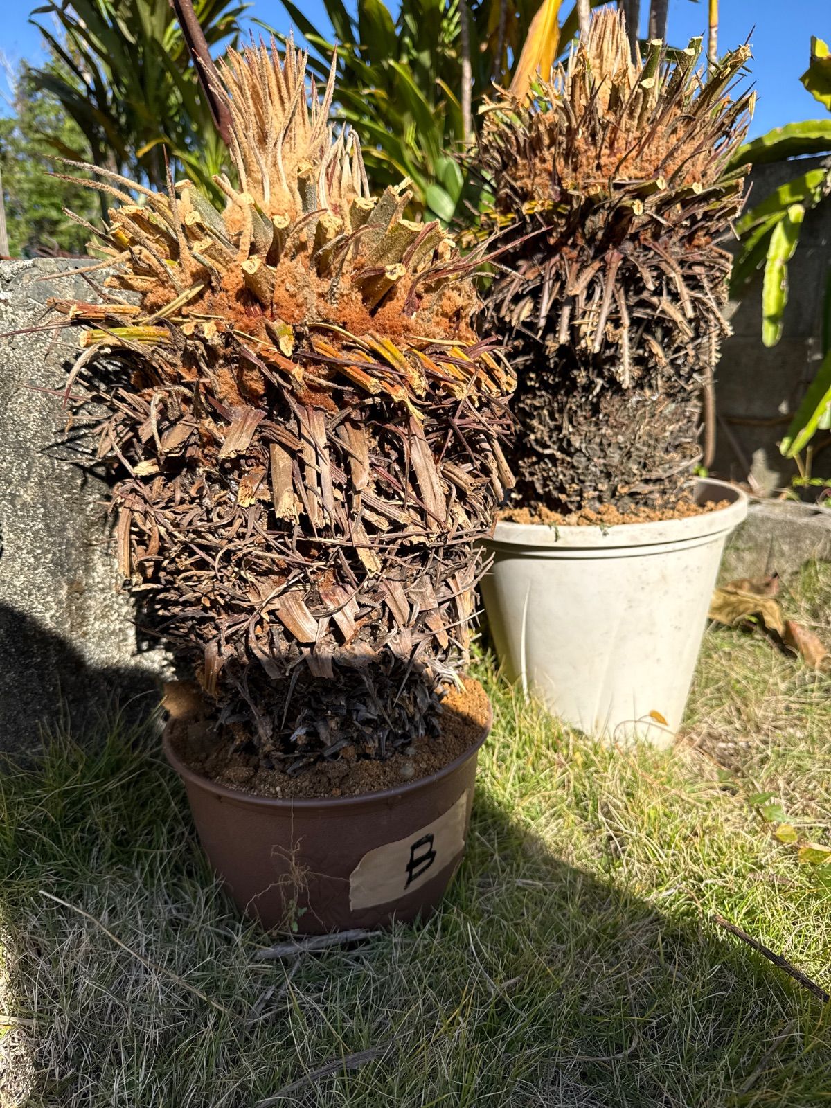 ソテツ 胴切り 未発根 B - メルカリ