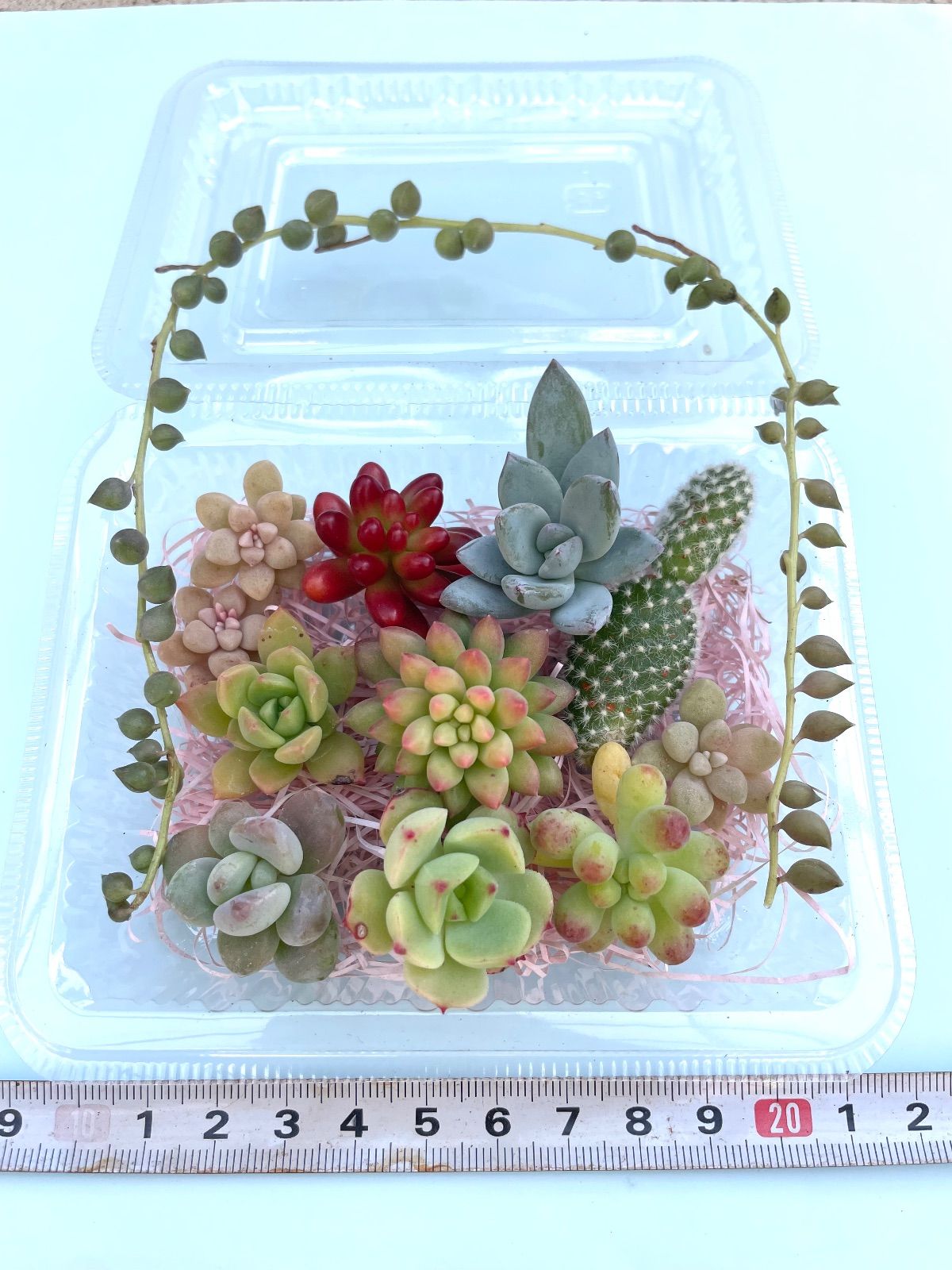 ☆多肉植物カット苗詰め合わせ➄番☆バニーカクタス☆寄せ植えセット