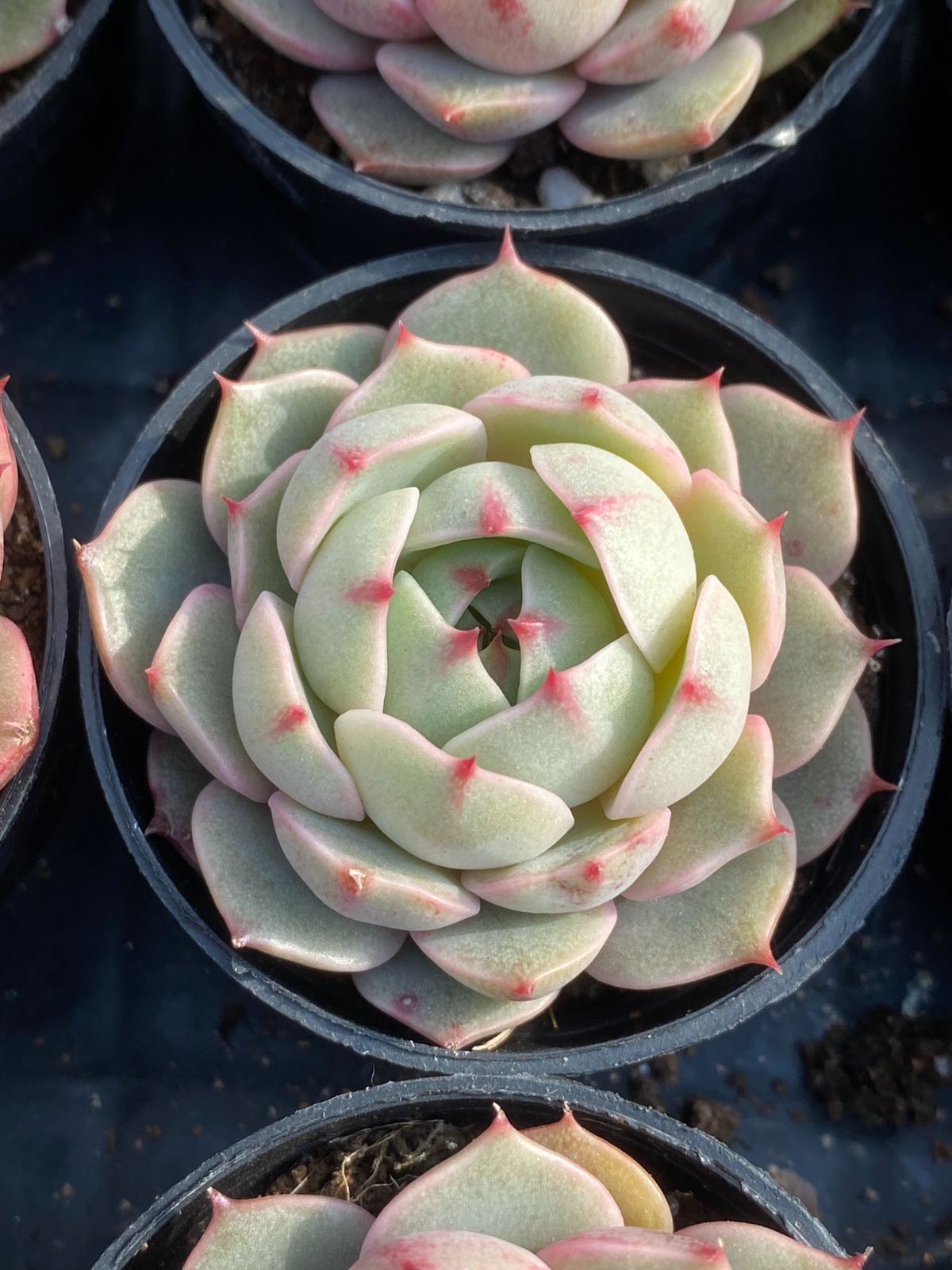 新入荷 苯巴 Z2558×50苗 土鉢付き 多肉植物 アエオニウム エケベリア