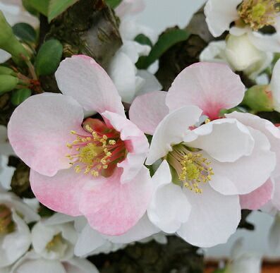 ボケ(木瓜) 放春花 白牡丹 3.5号鉢 (直径10.5cm) 1個 落葉低木
