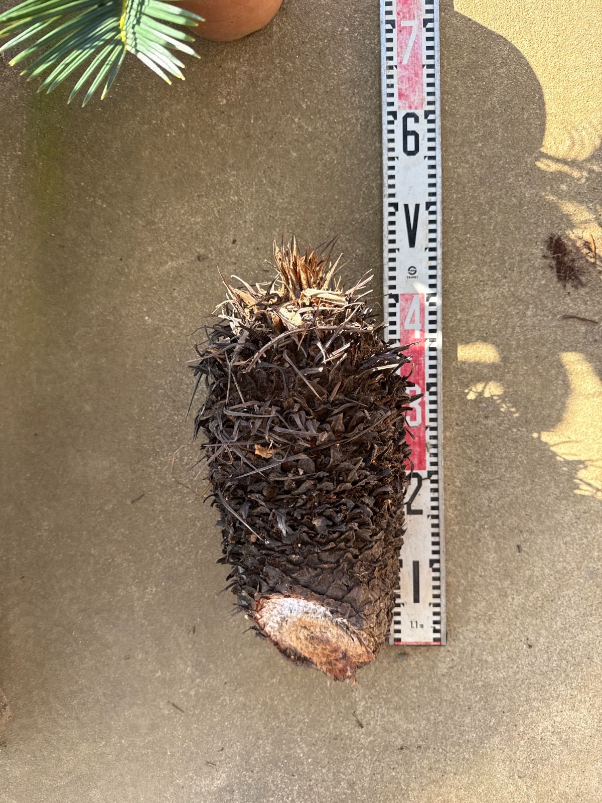 未発根ソテツ 胴切り 蘇轍 D - メルカリ