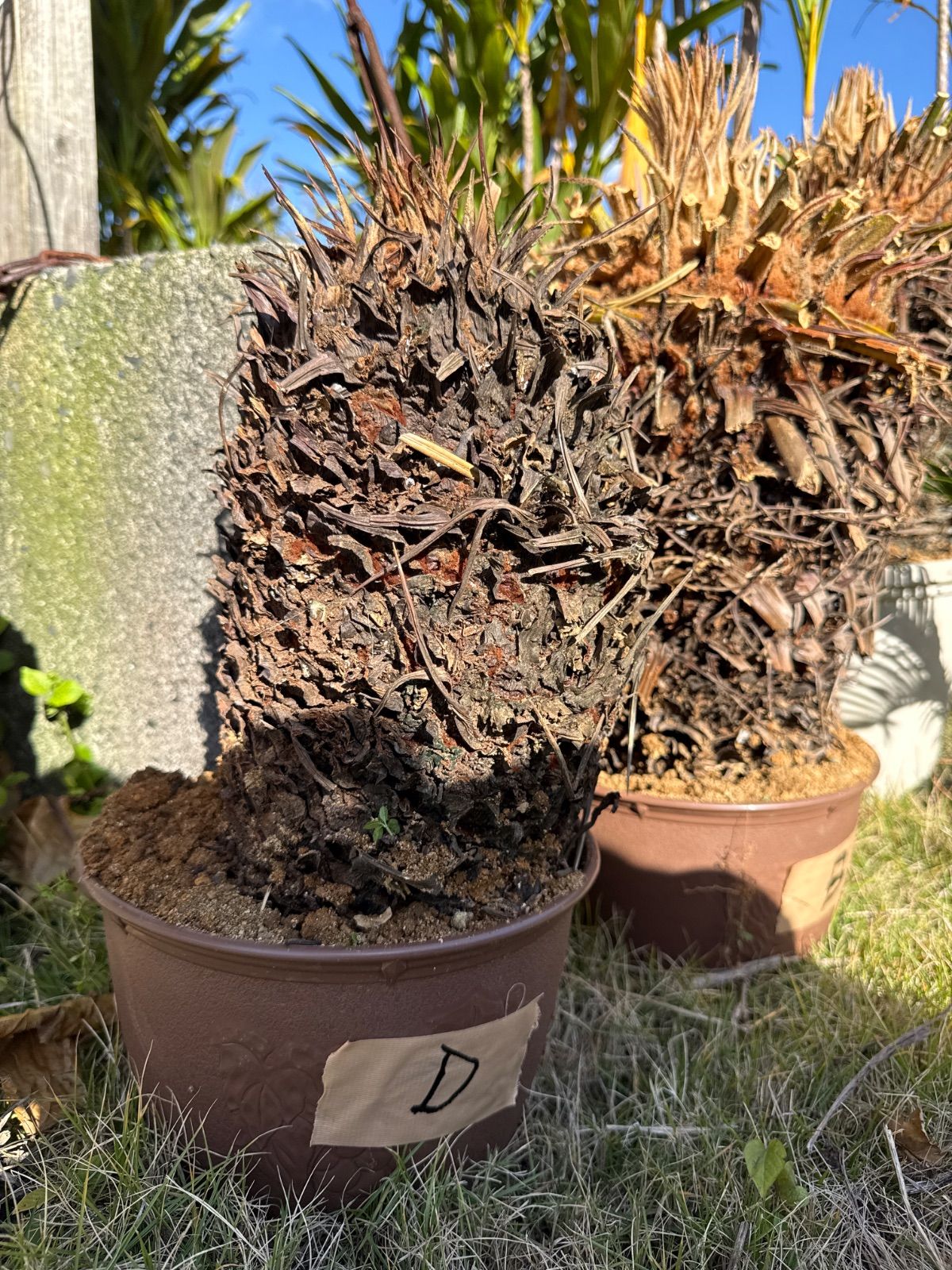 未発根ソテツ 胴切り 蘇轍 D - メルカリ