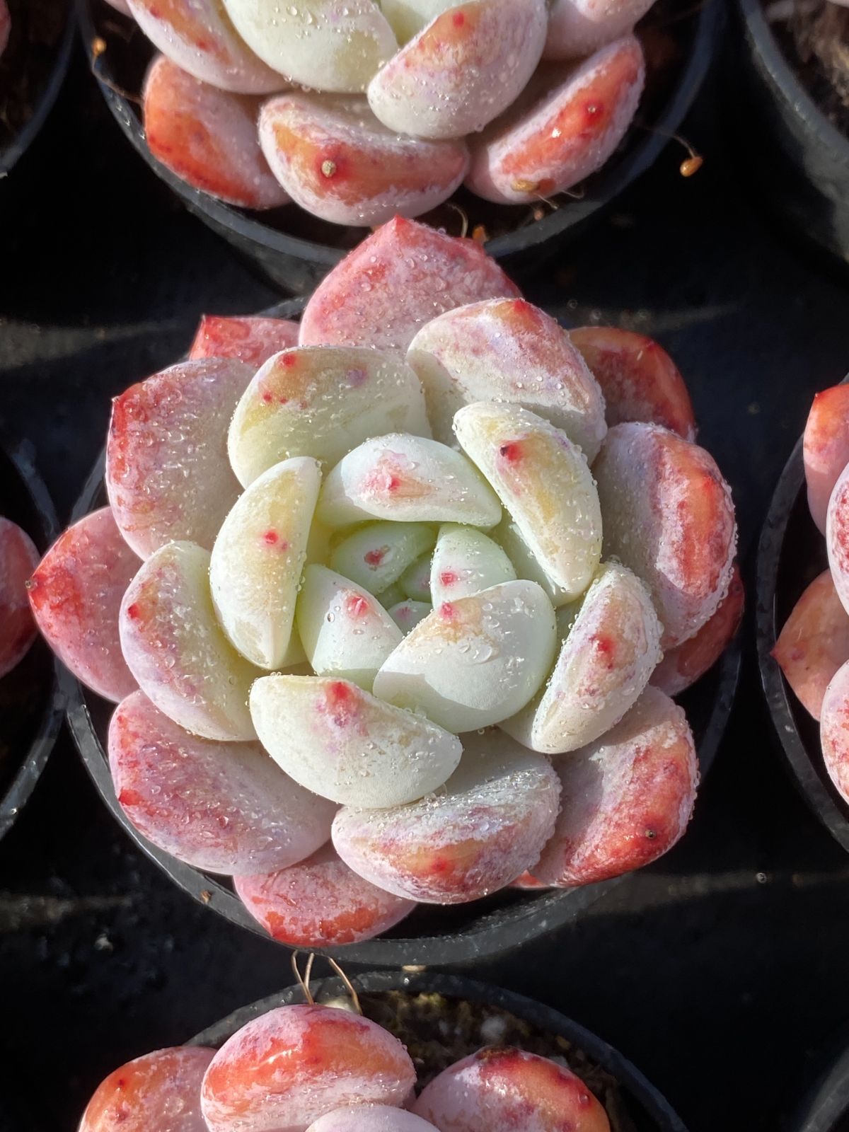 新入荷 オレンジモンロー Z2571×50苗 土鉢付き 多肉植物 アエオニウム