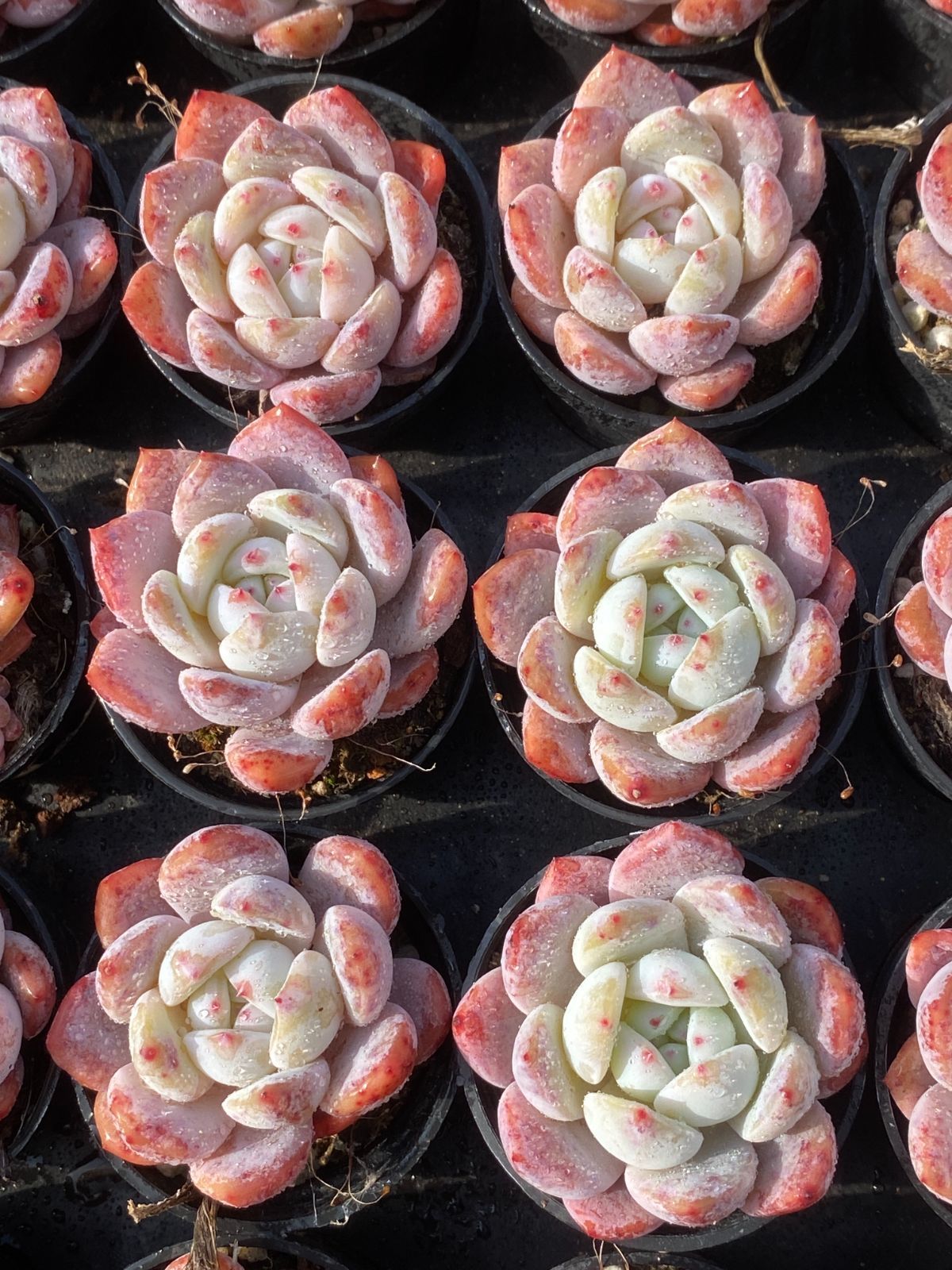 新入荷 オレンジモンロー Z2571×50苗 土鉢付き 多肉植物 アエオニウム