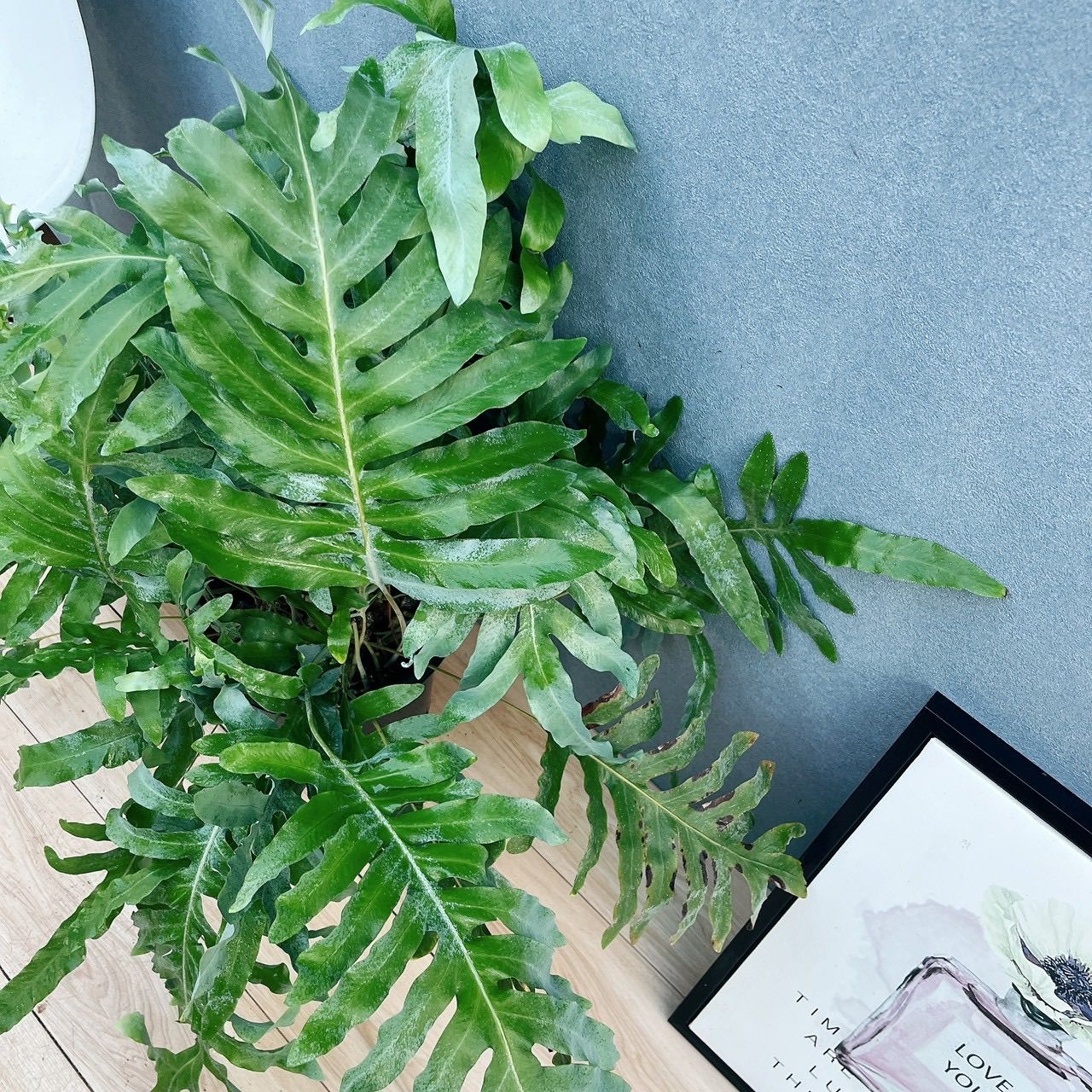 現品］☆珍しい☆7番 フレボディウム オーレム ブルースター 8号 観葉