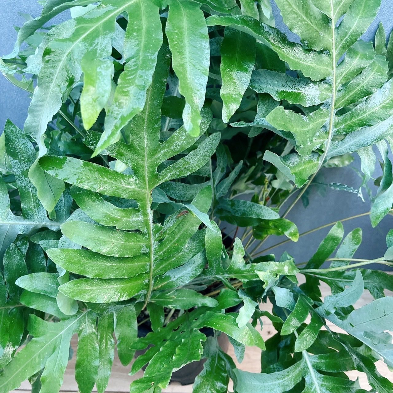 現品］☆珍しい☆7番 フレボディウム オーレム ブルースター 8号 観葉