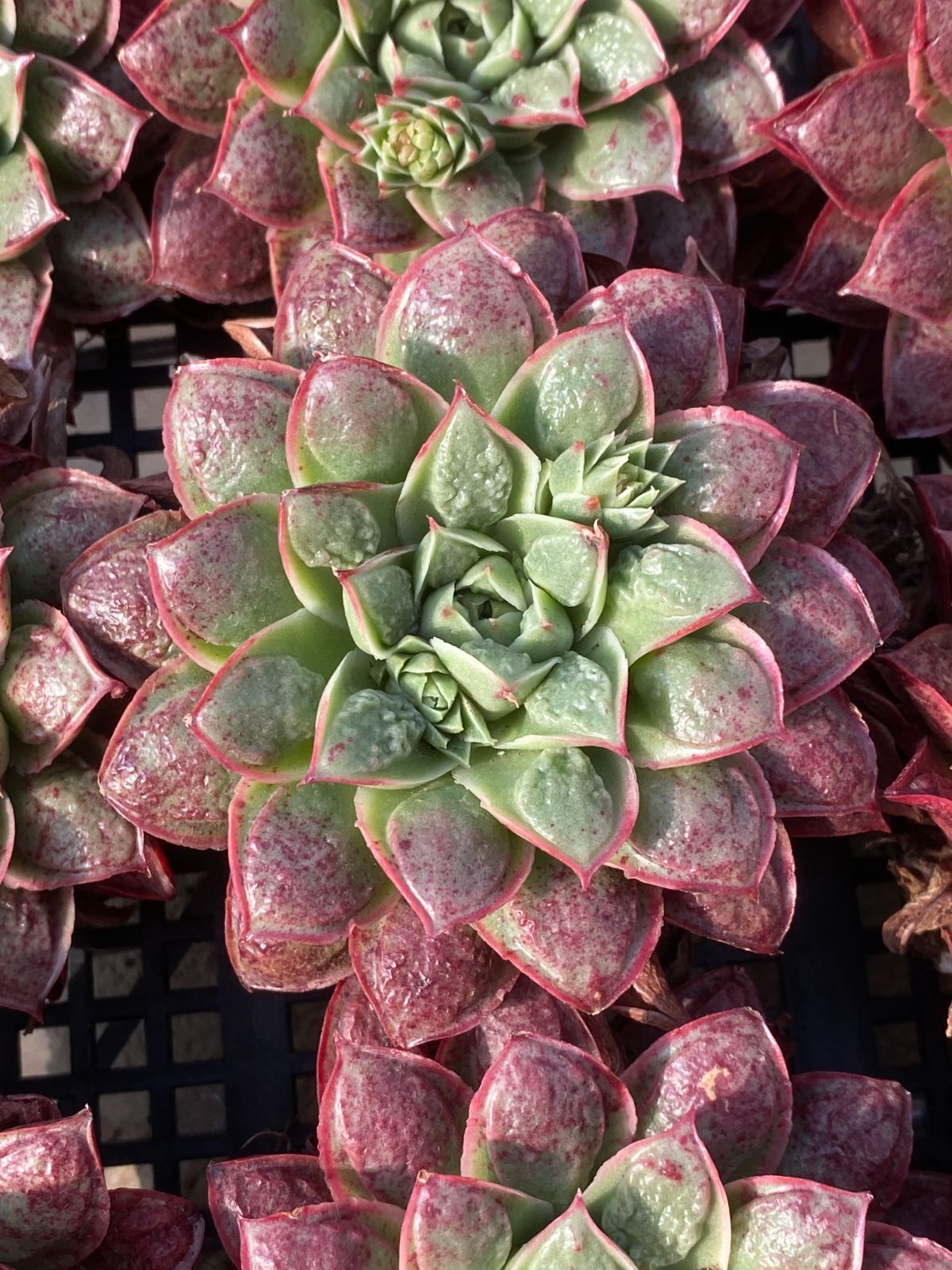 Z2581×18苗 新入荷 抜き苗 多肉植物 詰め合わせ アエオニウム