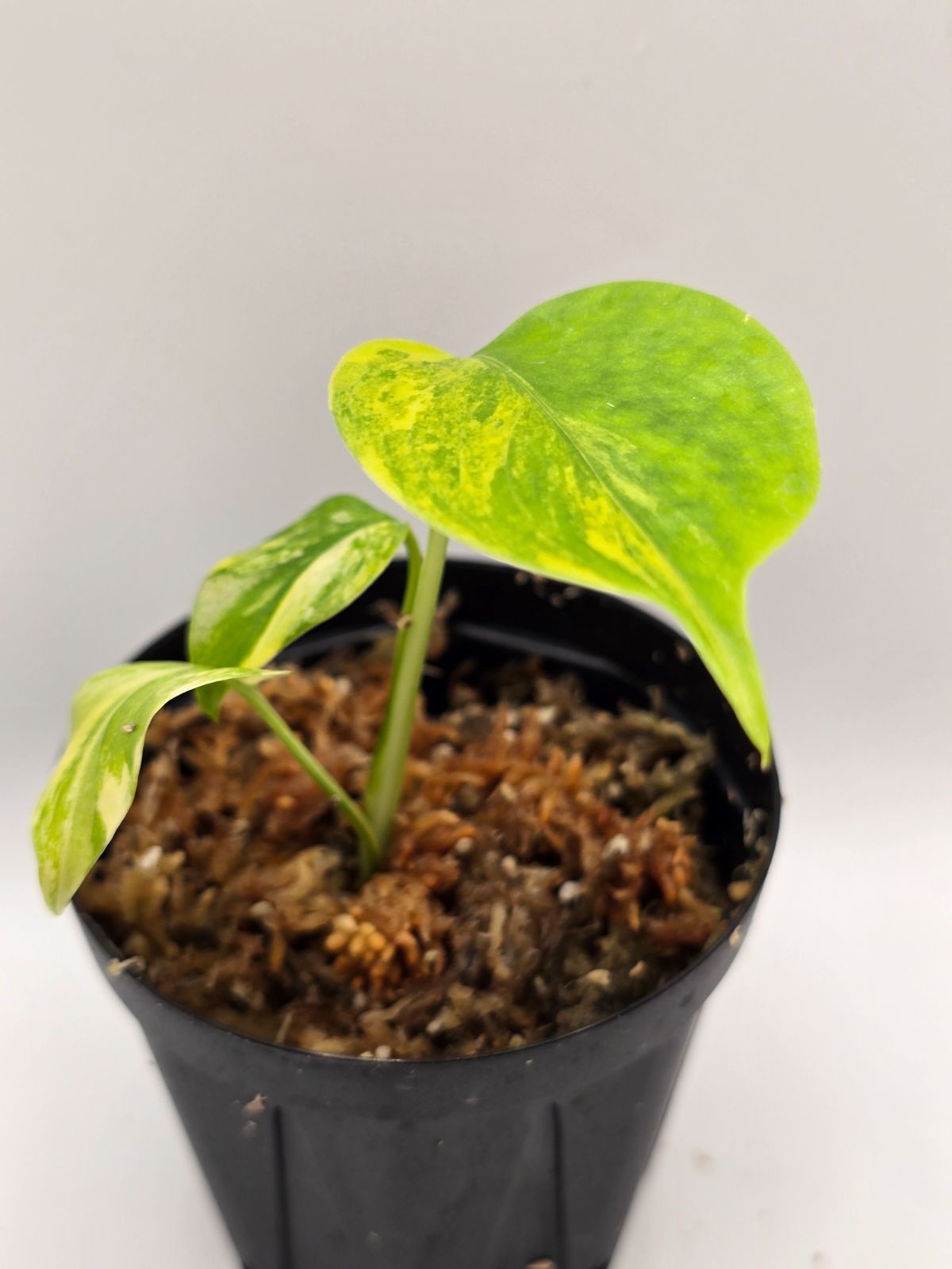 モンステラ デリシオーサ 'Yellow Marilyn' 組織培養株／モンステラ