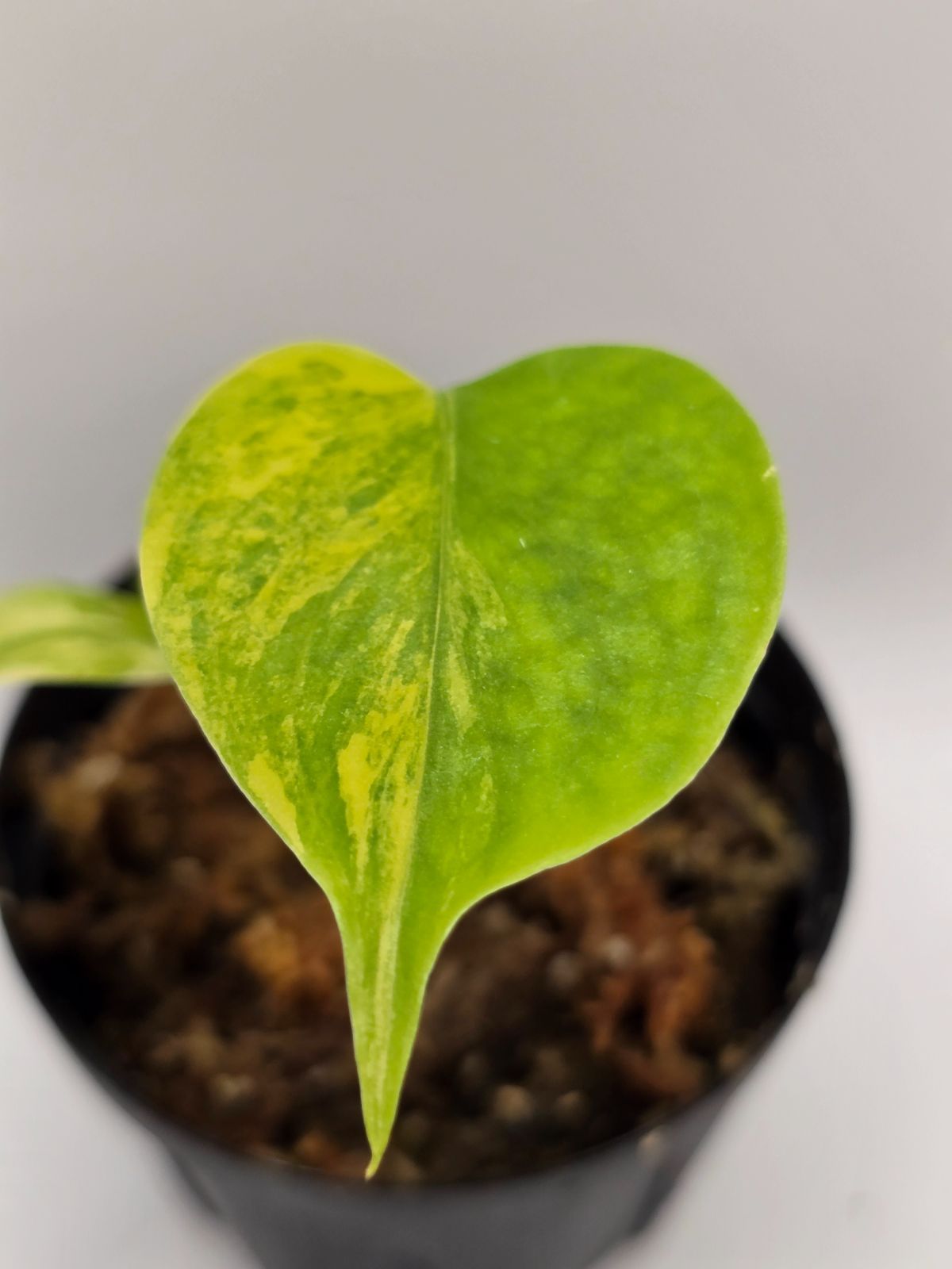 モンステラ デリシオーサ 'Yellow Marilyn' 組織培養株／モンステラ