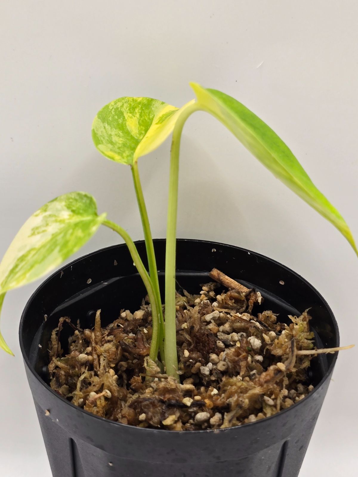 モンステラ デリシオーサ 'Yellow Marilyn' 組織培養株／モンステラ