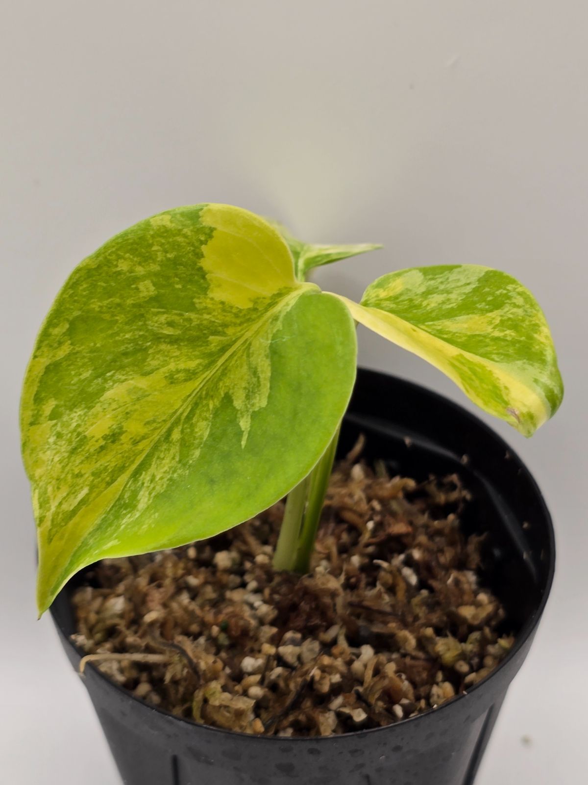 モンステラ デリシオーサ 'Yellow Marilyn' 組織培養株／モンステラ