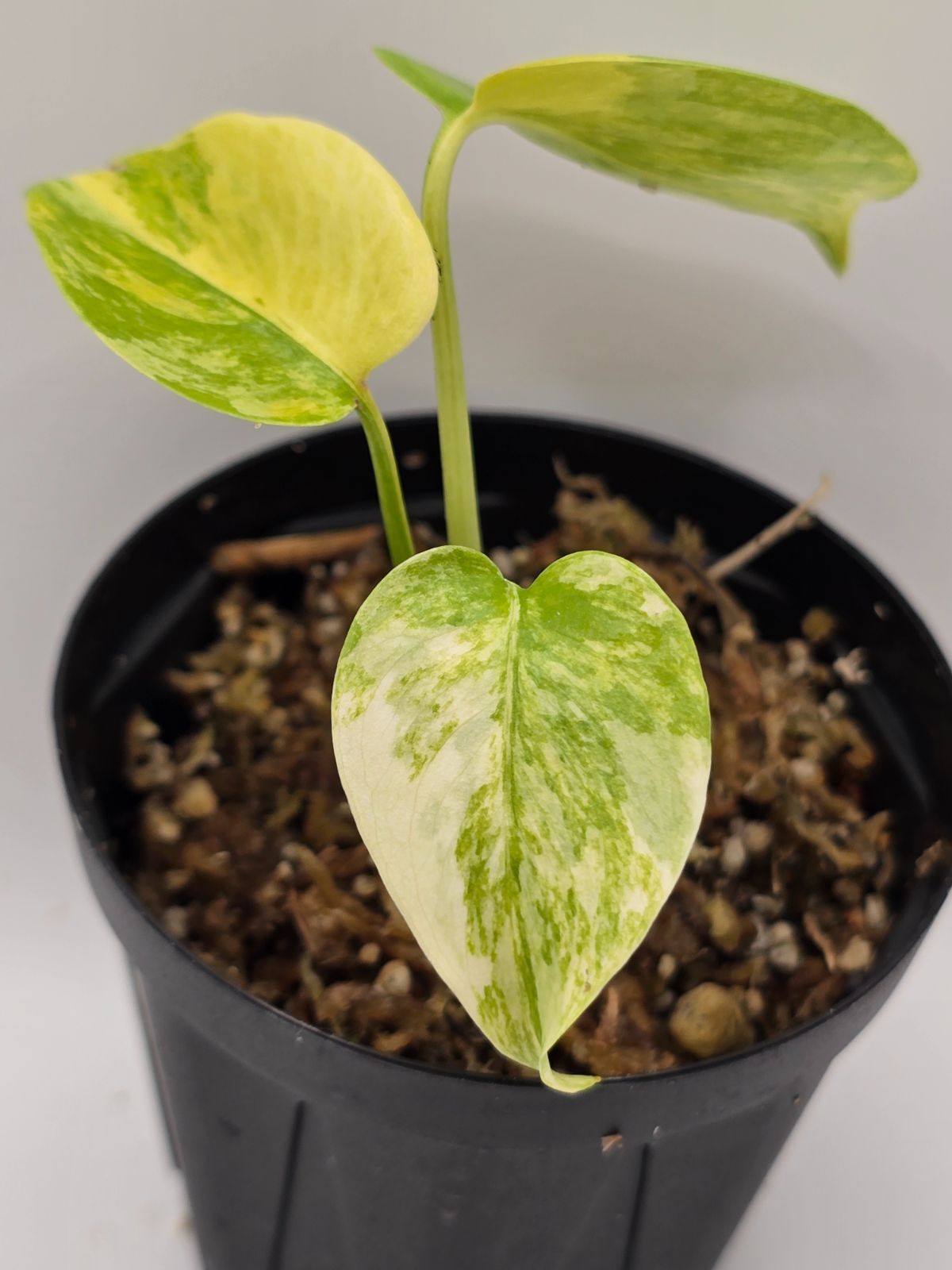 2モンステラデリシオーサ イエローマリリン 厳選黄斑入り 組織培養苗