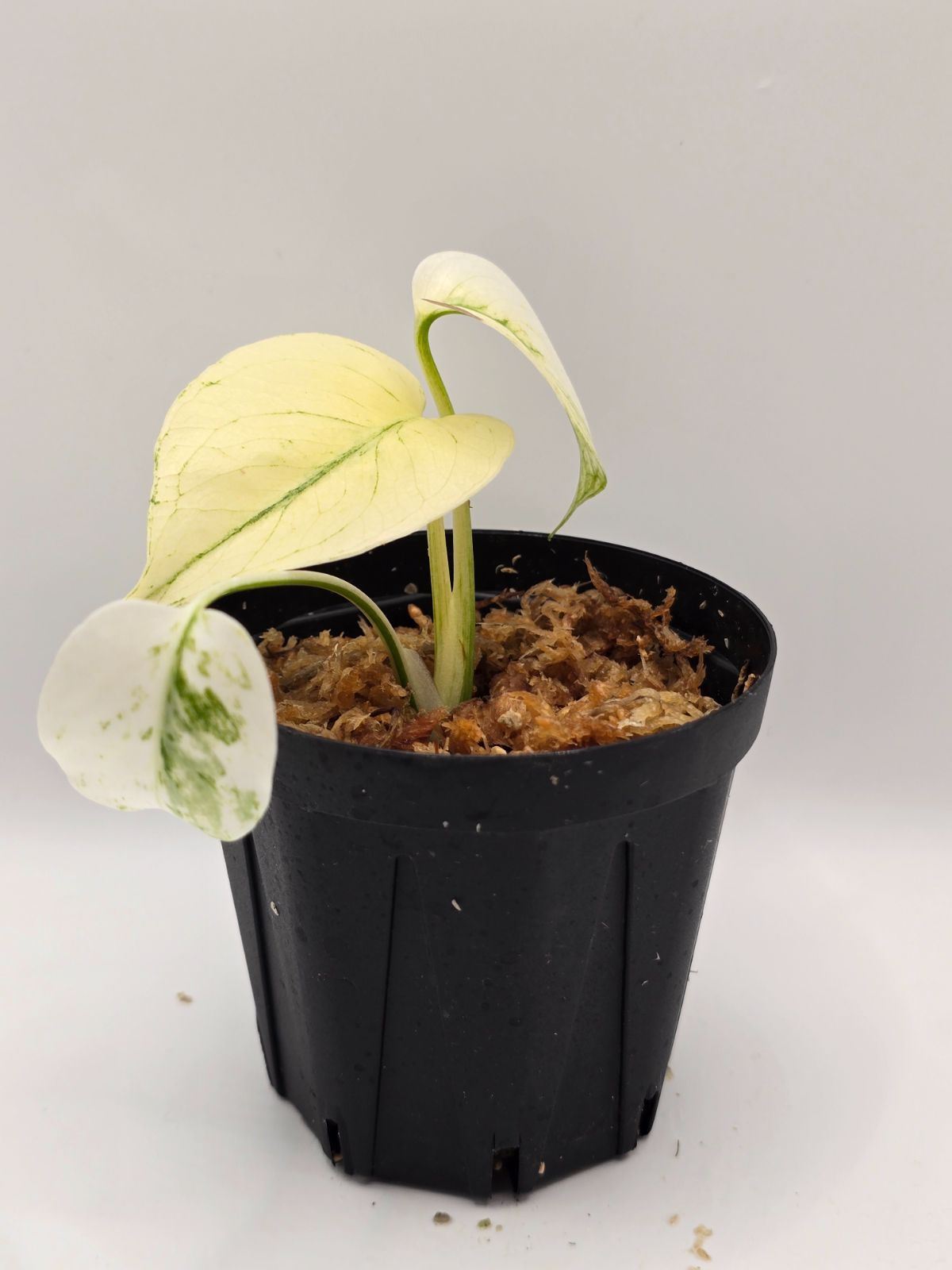 モンステラ ホワイトモンスター ミント（Mint Variegata） Monstera